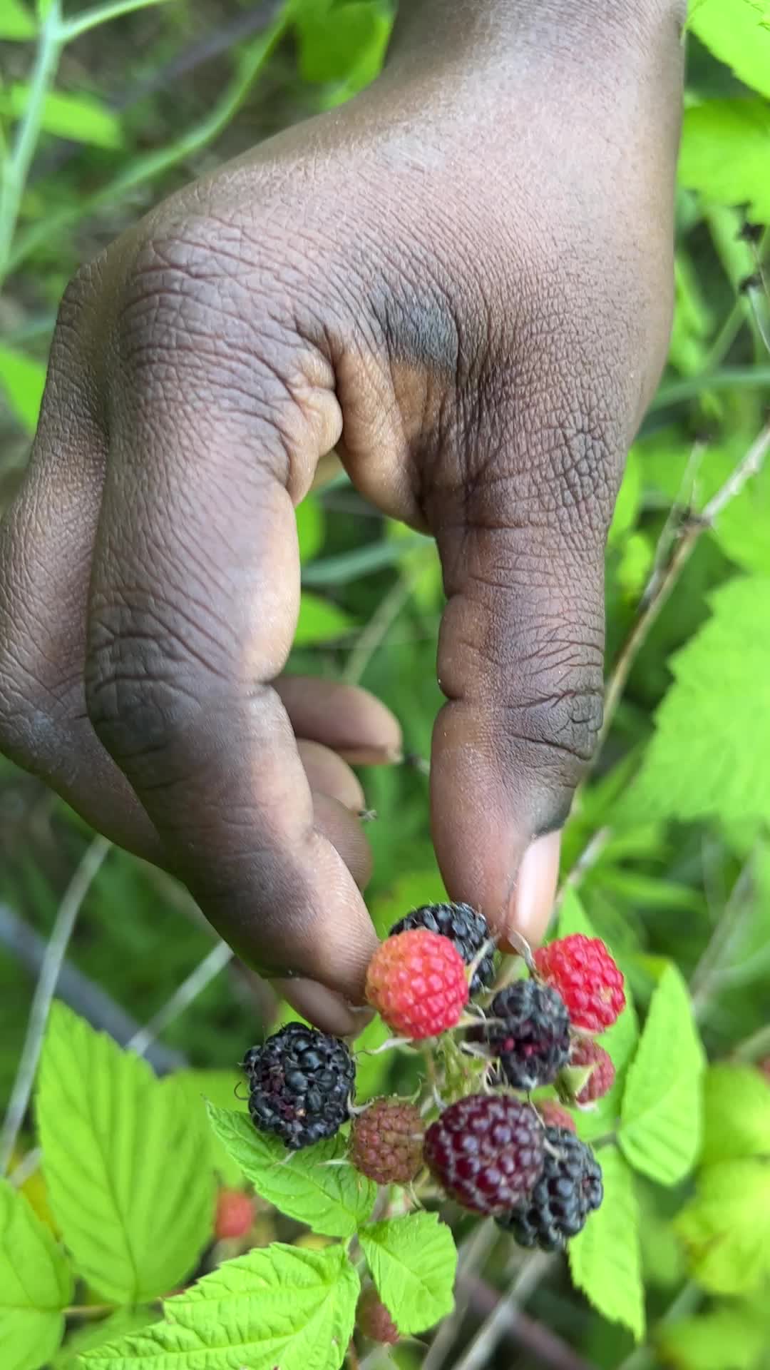Wild blackberry picking