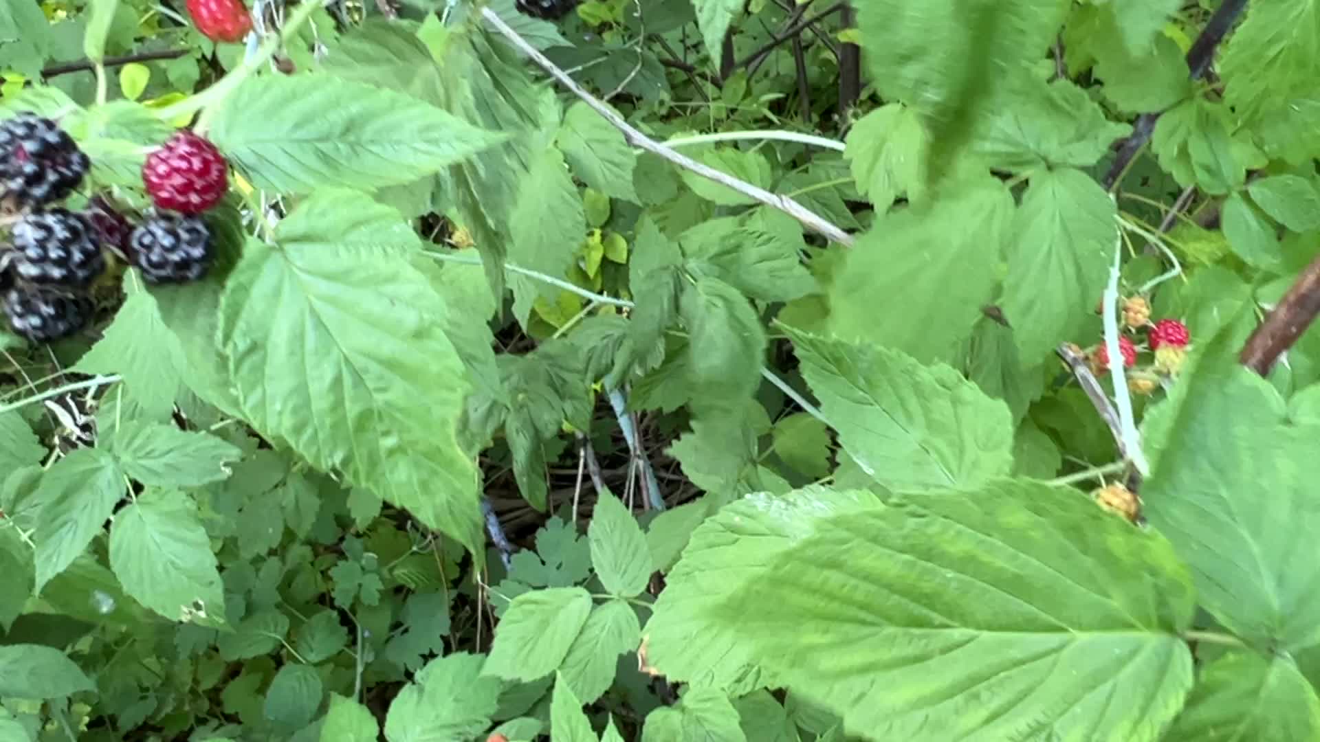 Wild blackberry picking