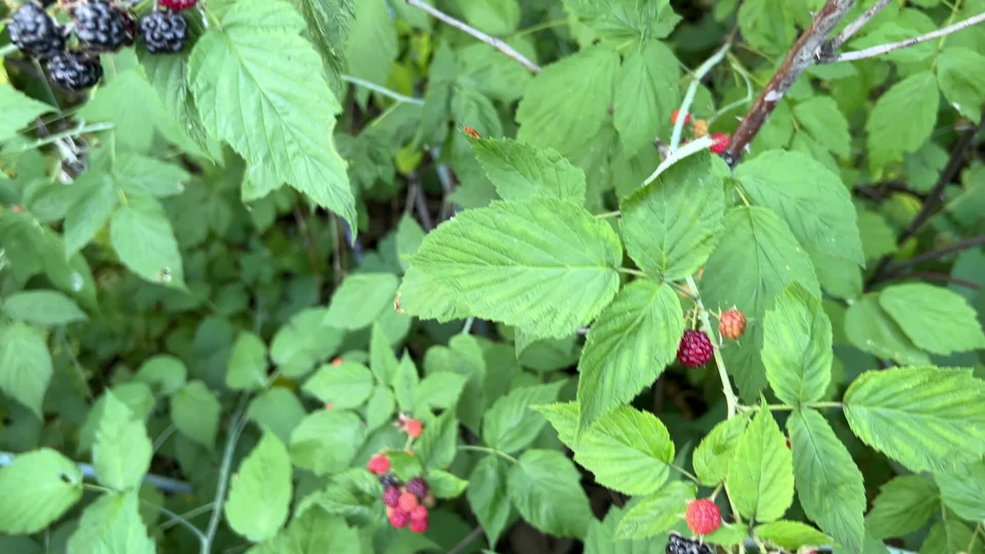 Wild blackberry picking