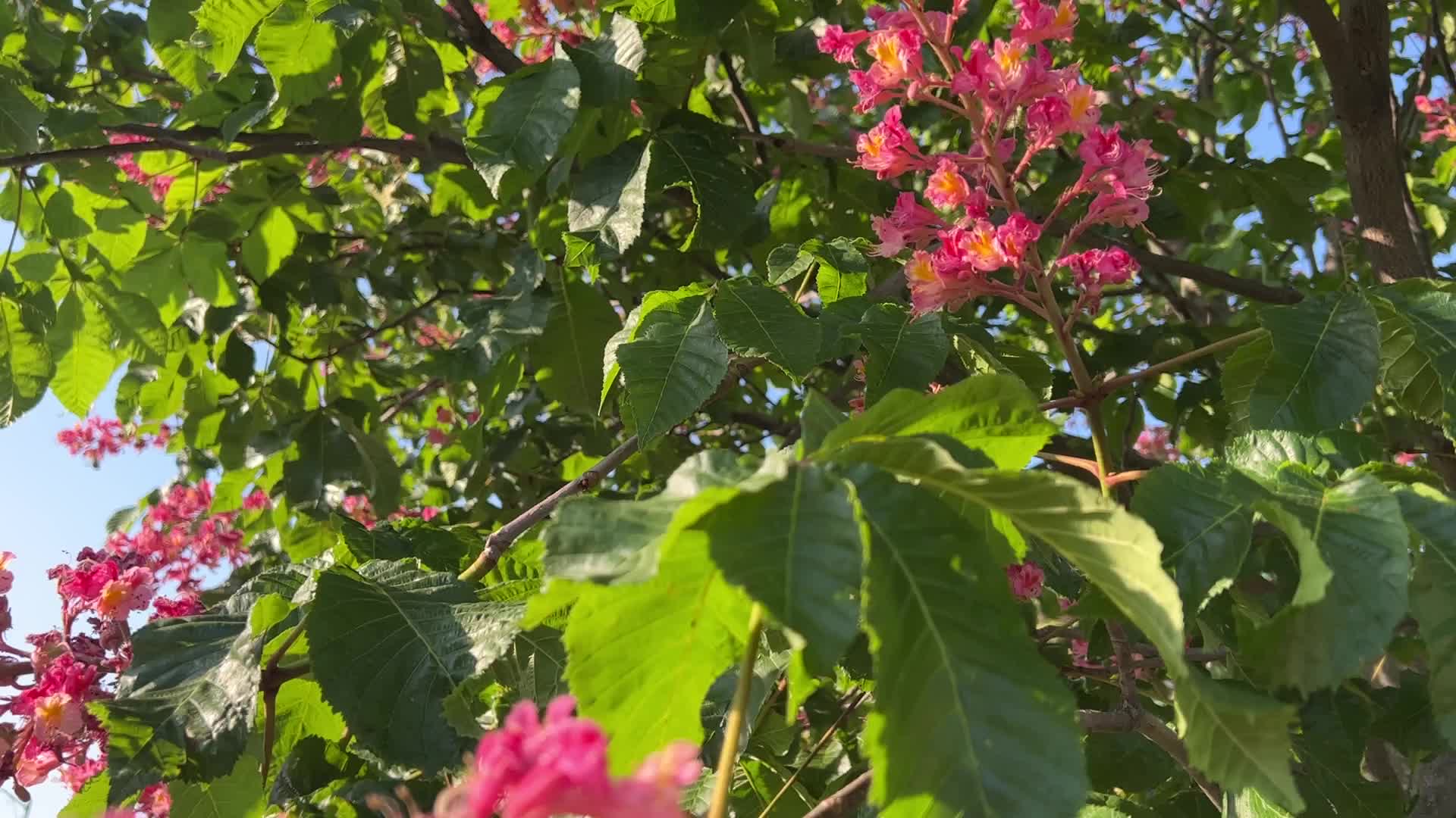 Red Horse-chestnut tree