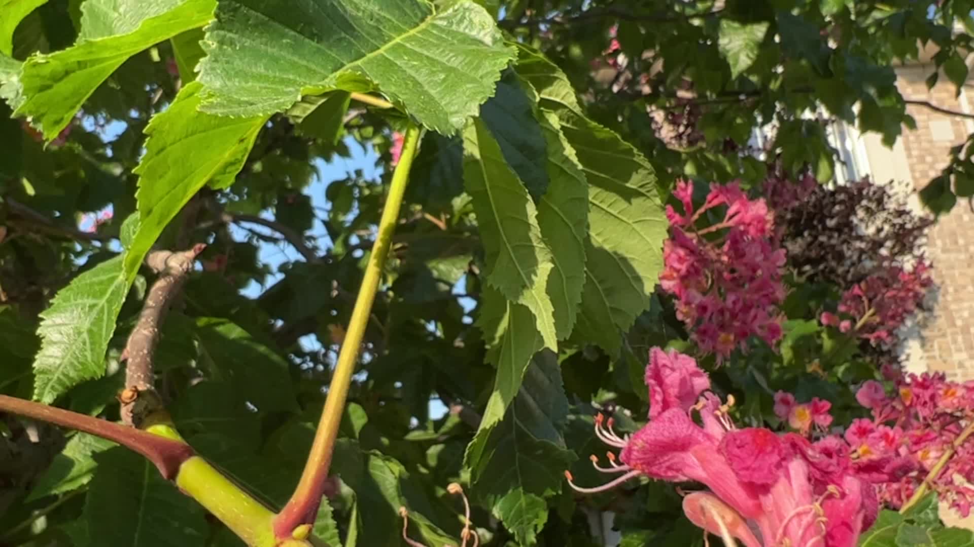 Red Horse-chestnut tree