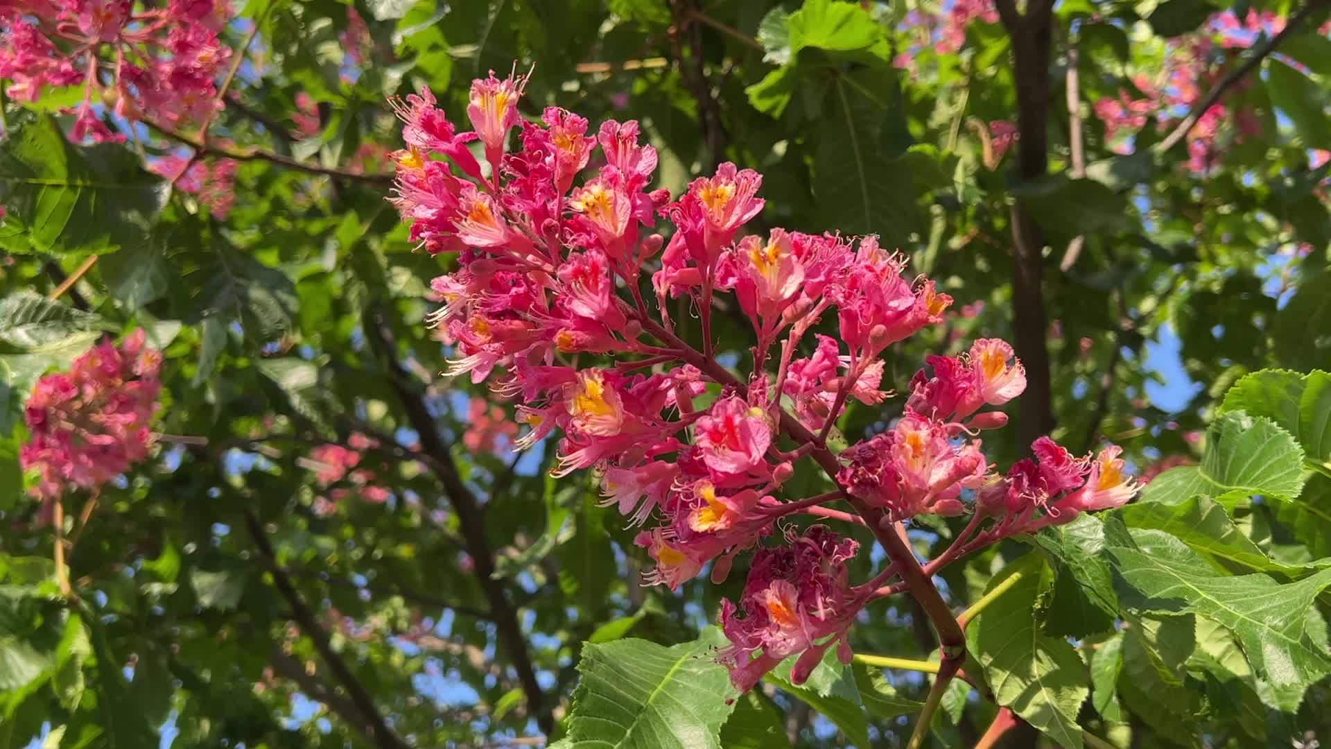Red Horse-chestnut tree