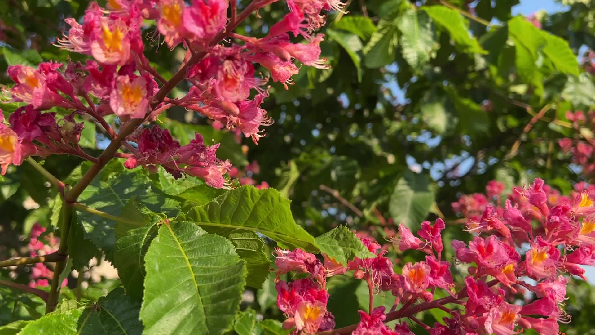Red Horse-chestnut tree