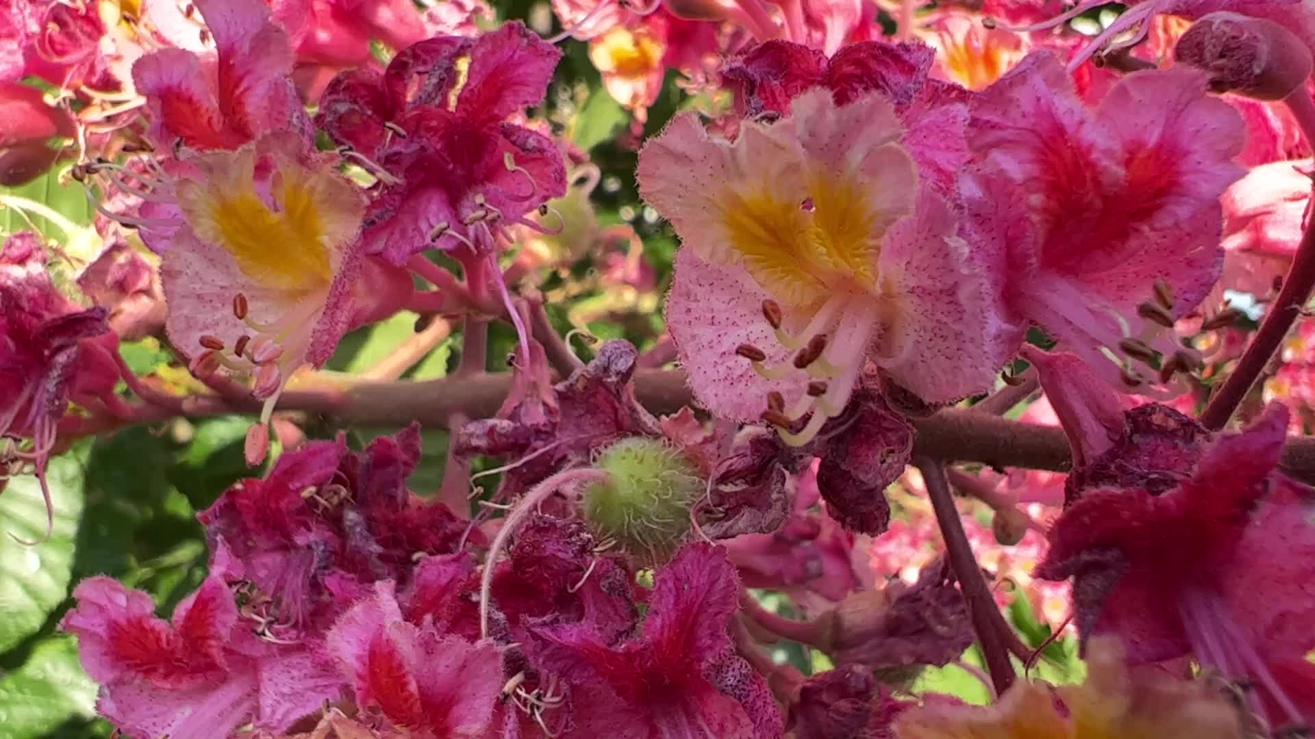 Red Horse-chestnut tree