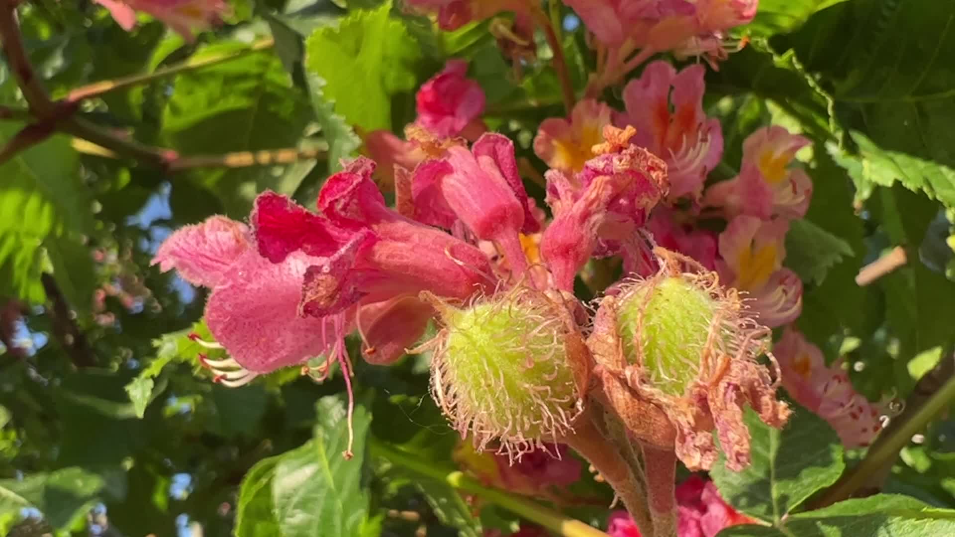 Red Horse-chestnut tree