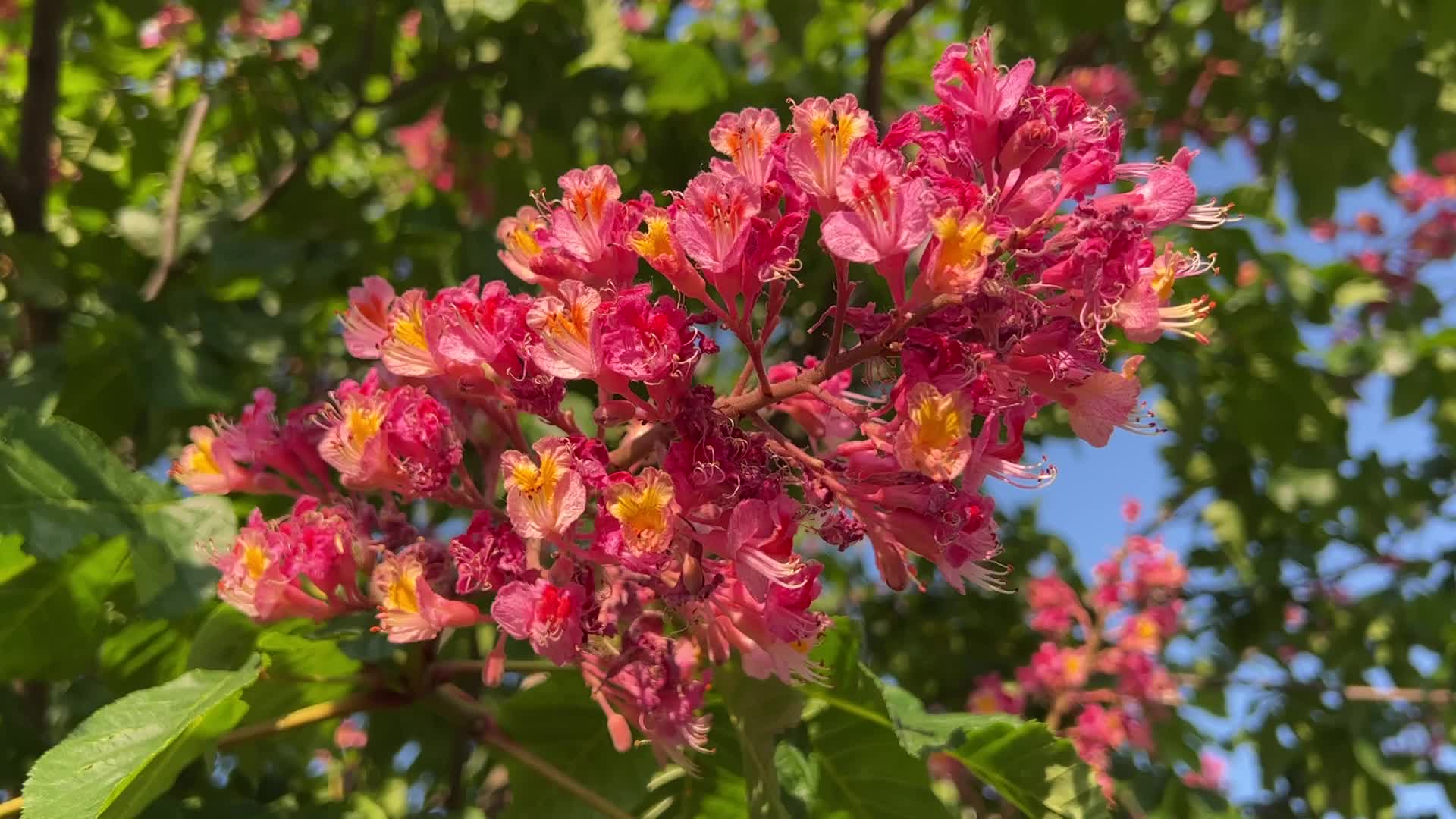 Red Horse-chestnut tree