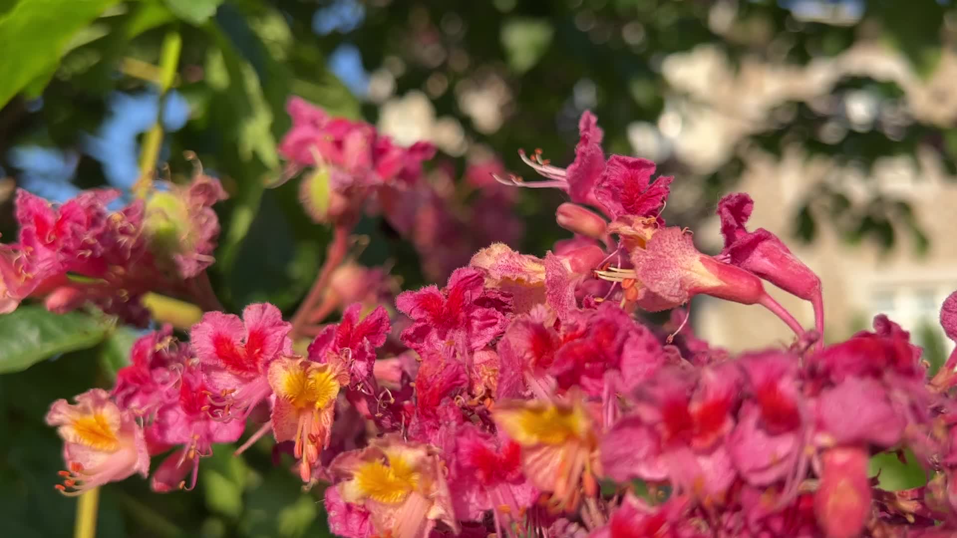 Red Horse-chestnut tree