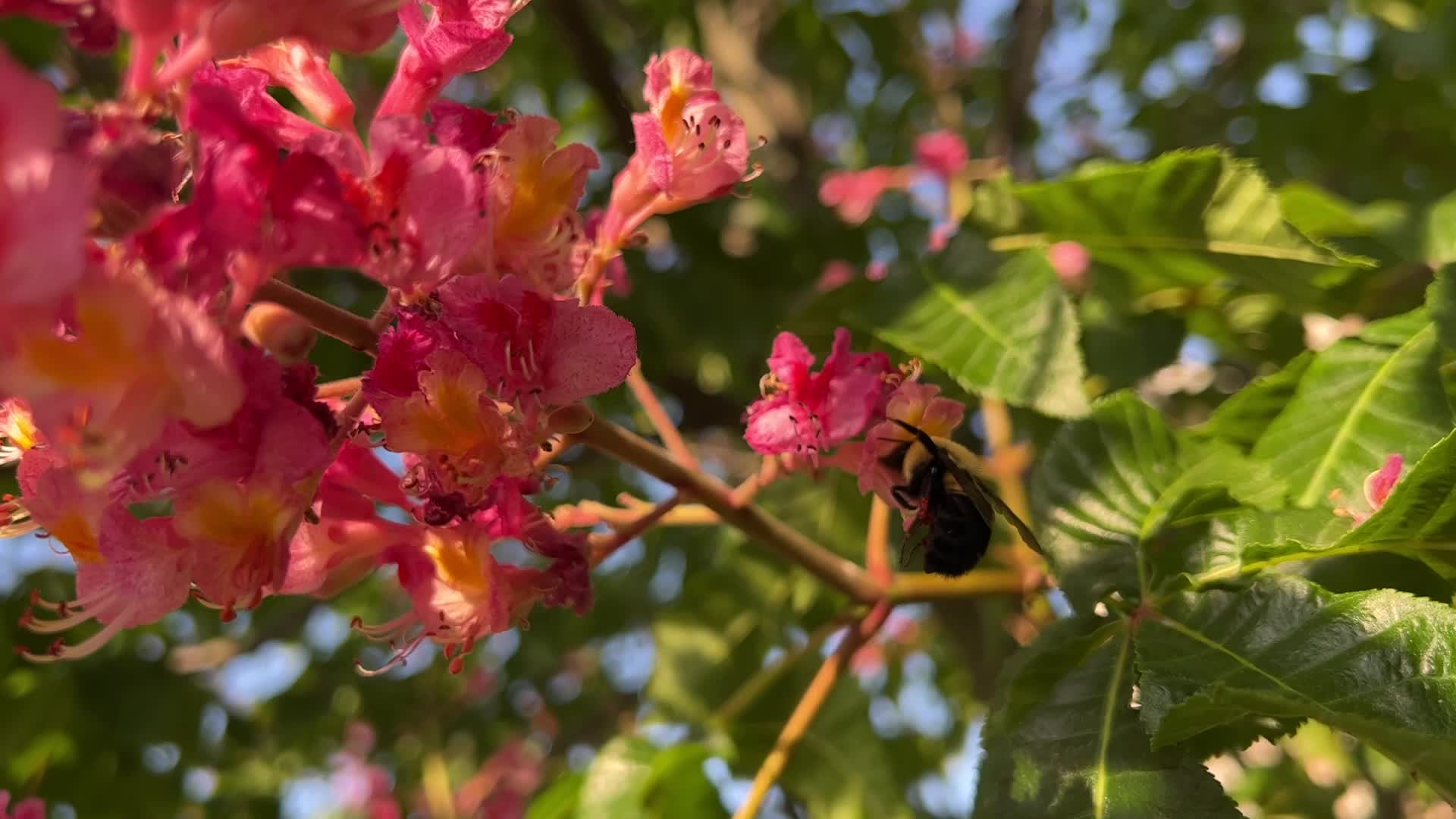 Red Horse-chestnut tree