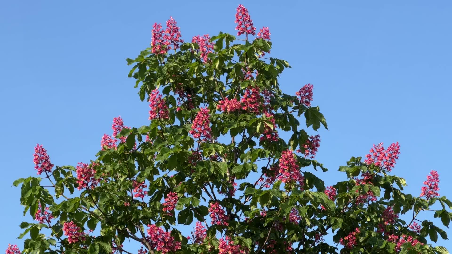 Red Horse-chestnut tree