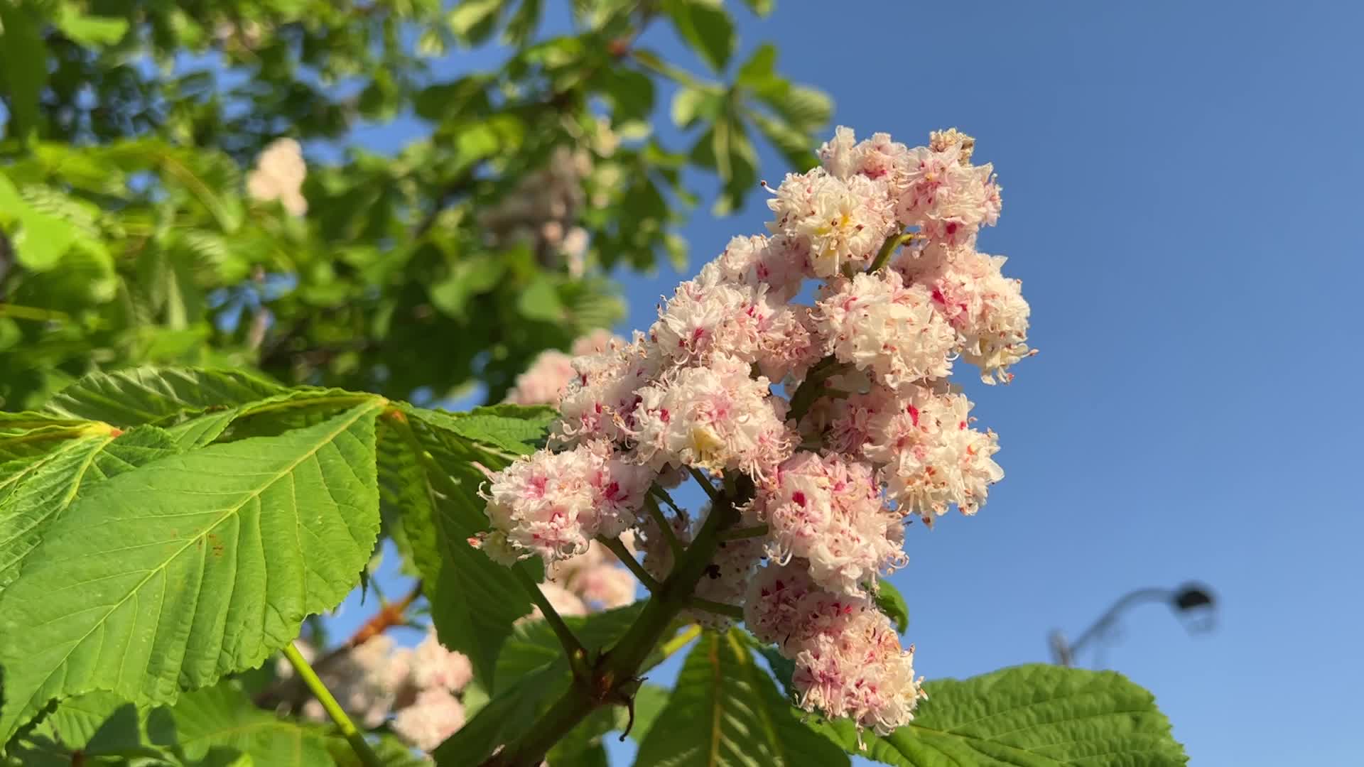 Double flowered Horsechestnut tree