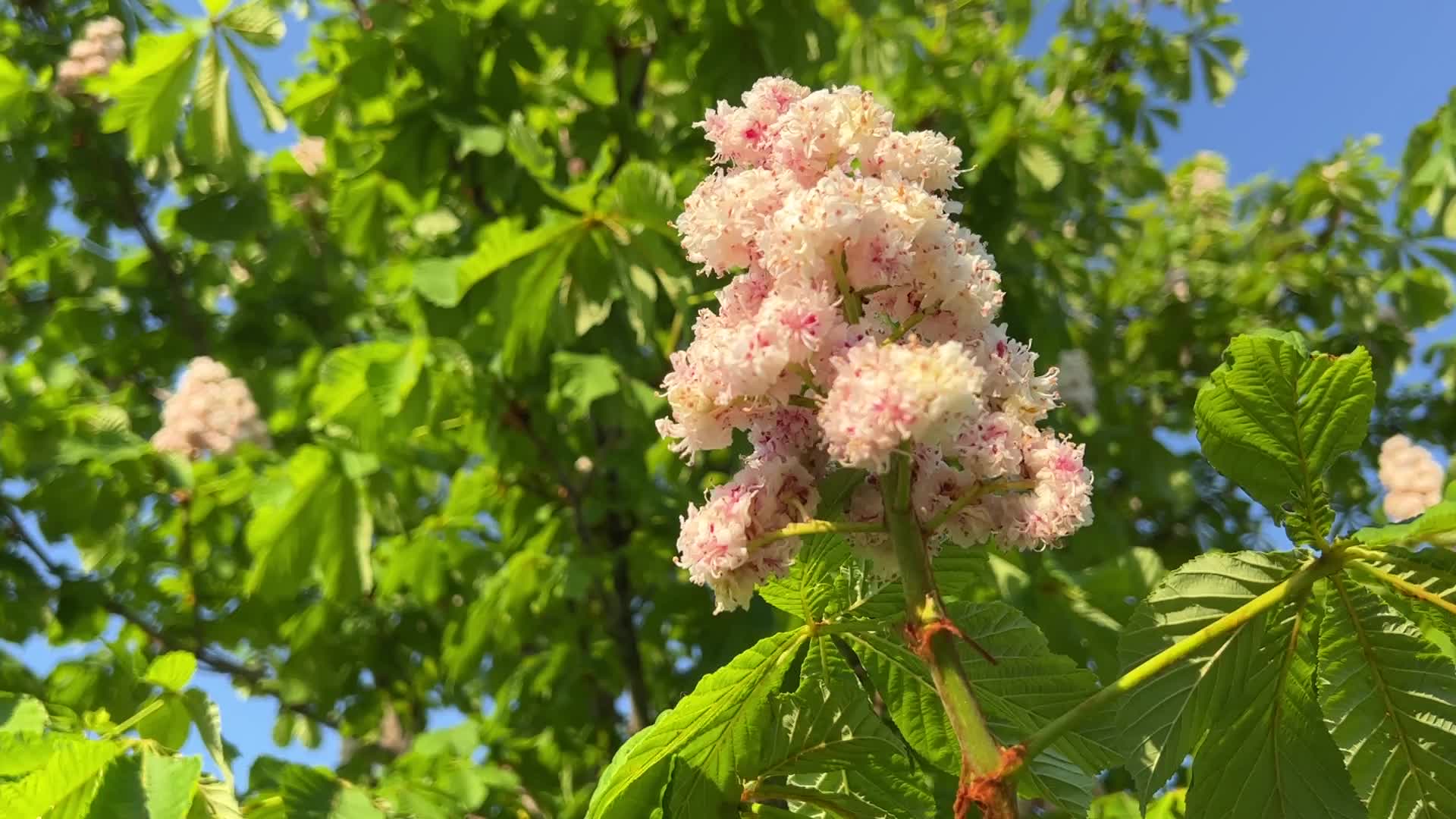 Double flowered Horsechestnut tree