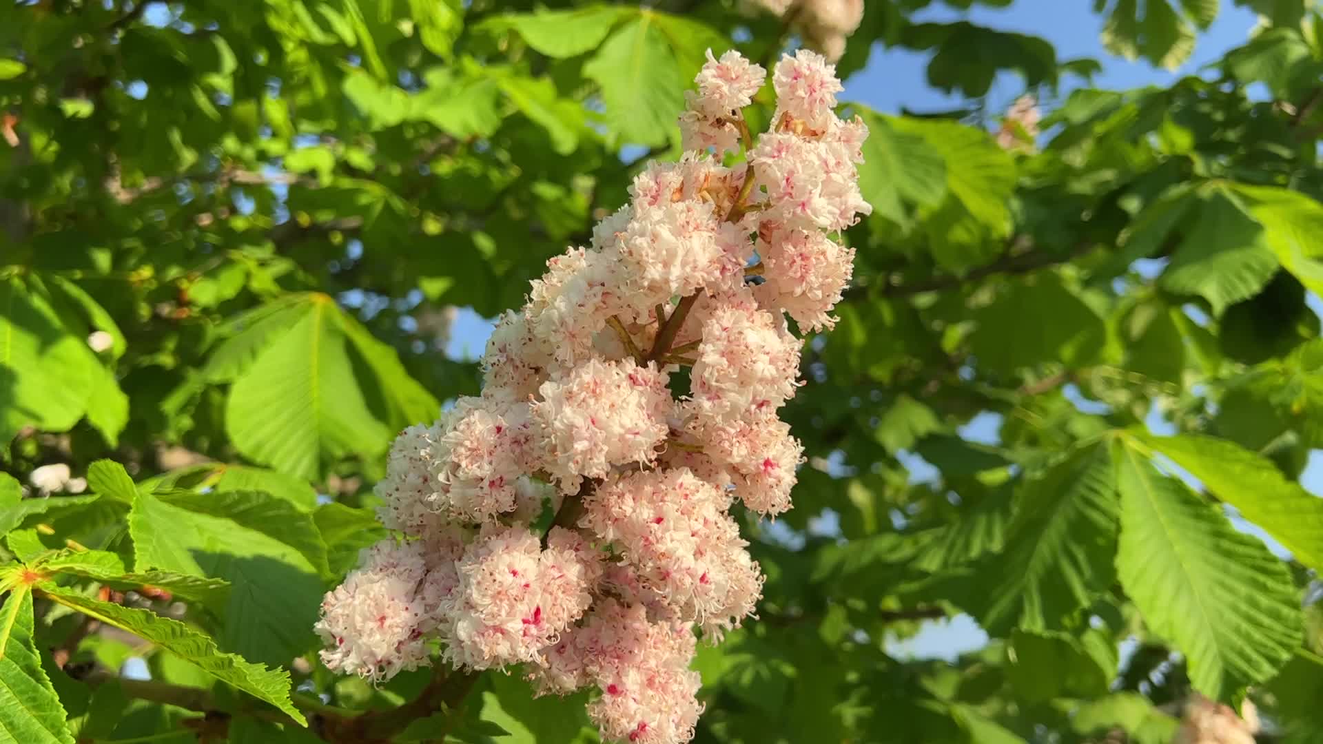 Double flowered Horsechestnut tree