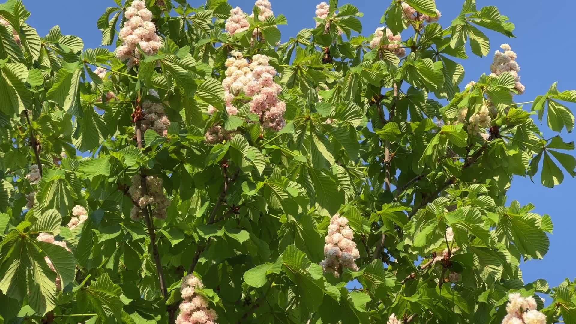 Double flowered Horsechestnut tree
