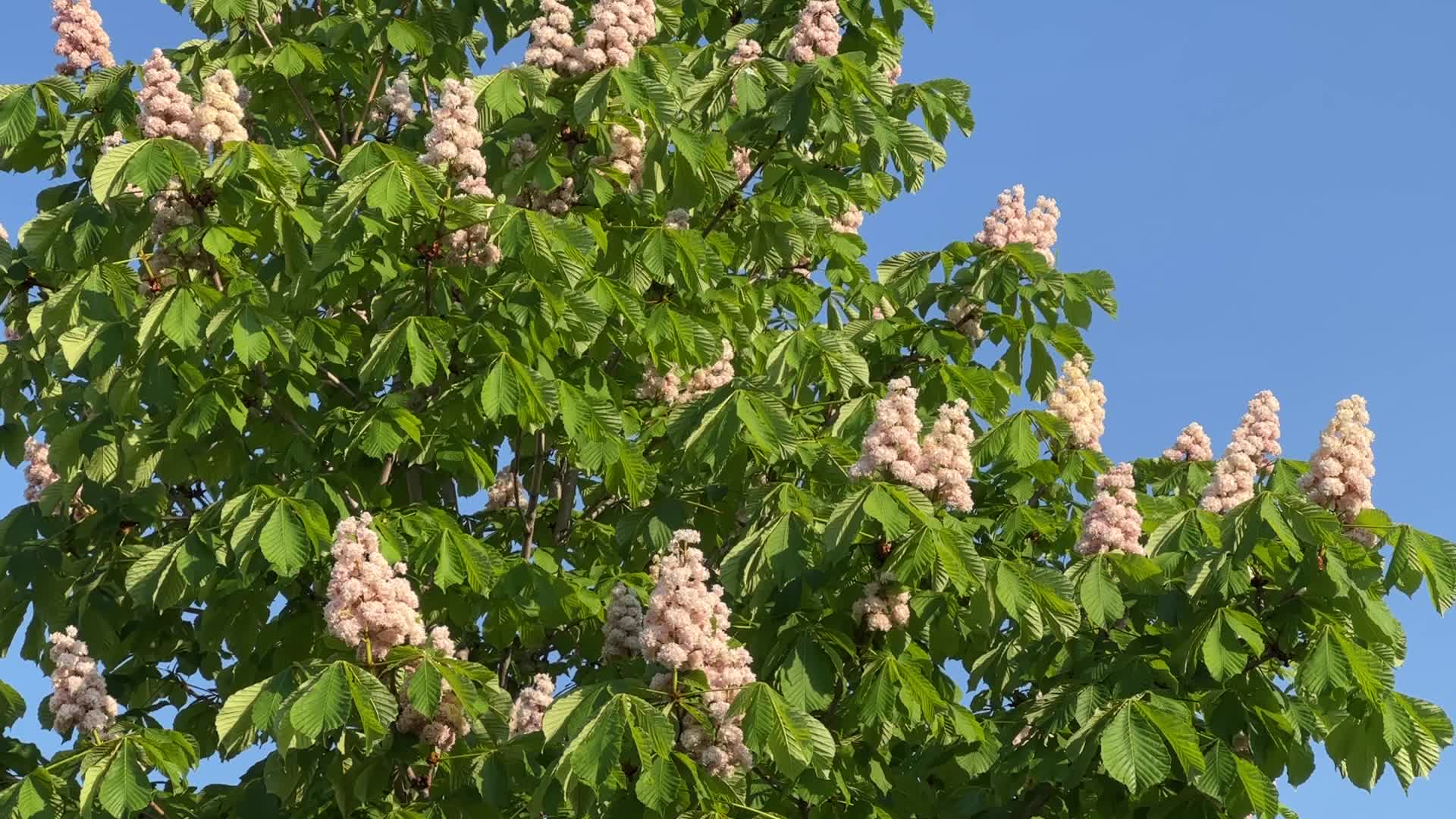 Double flowered Horsechestnut tree