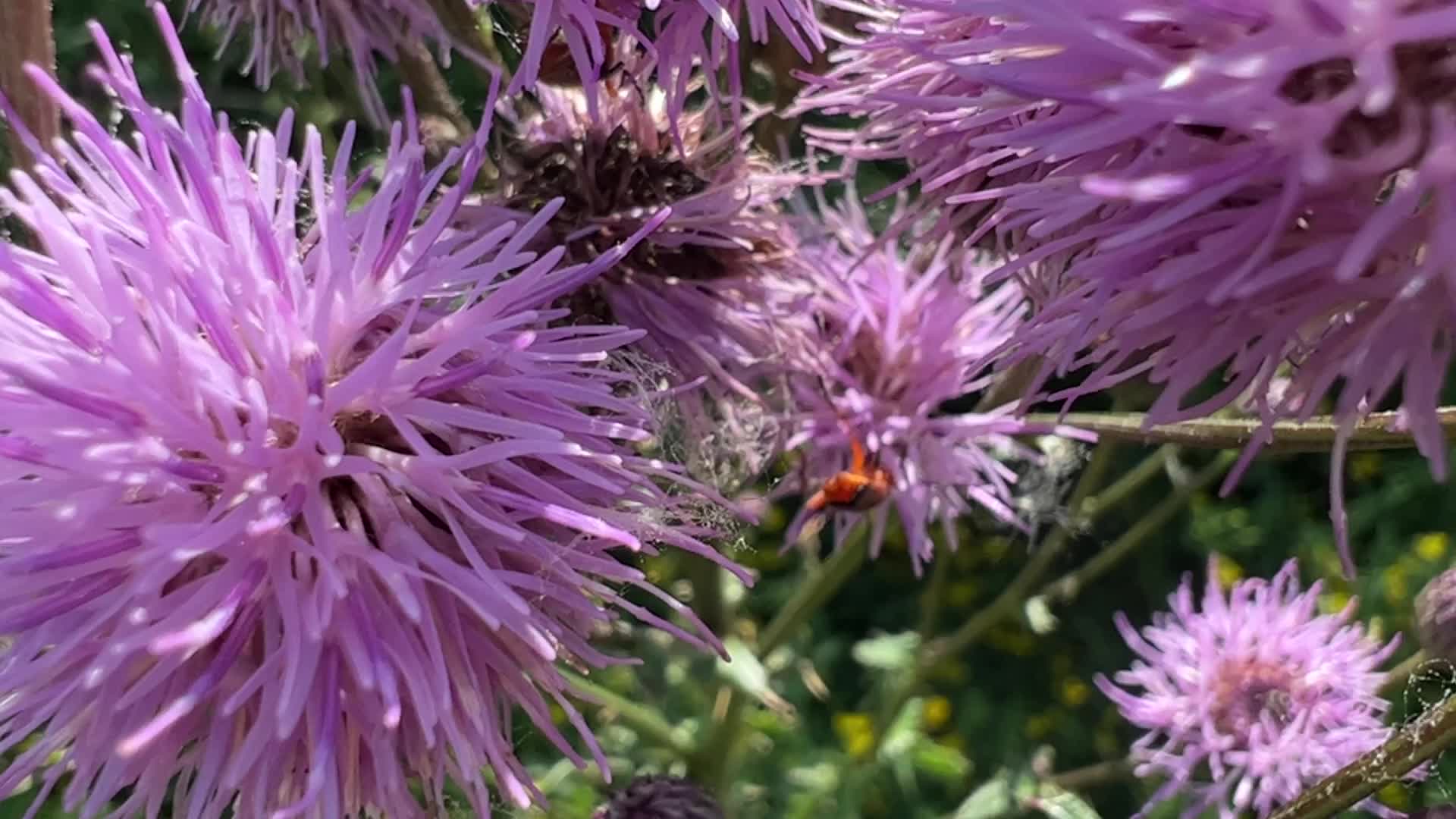 Common red soldier beetle 
