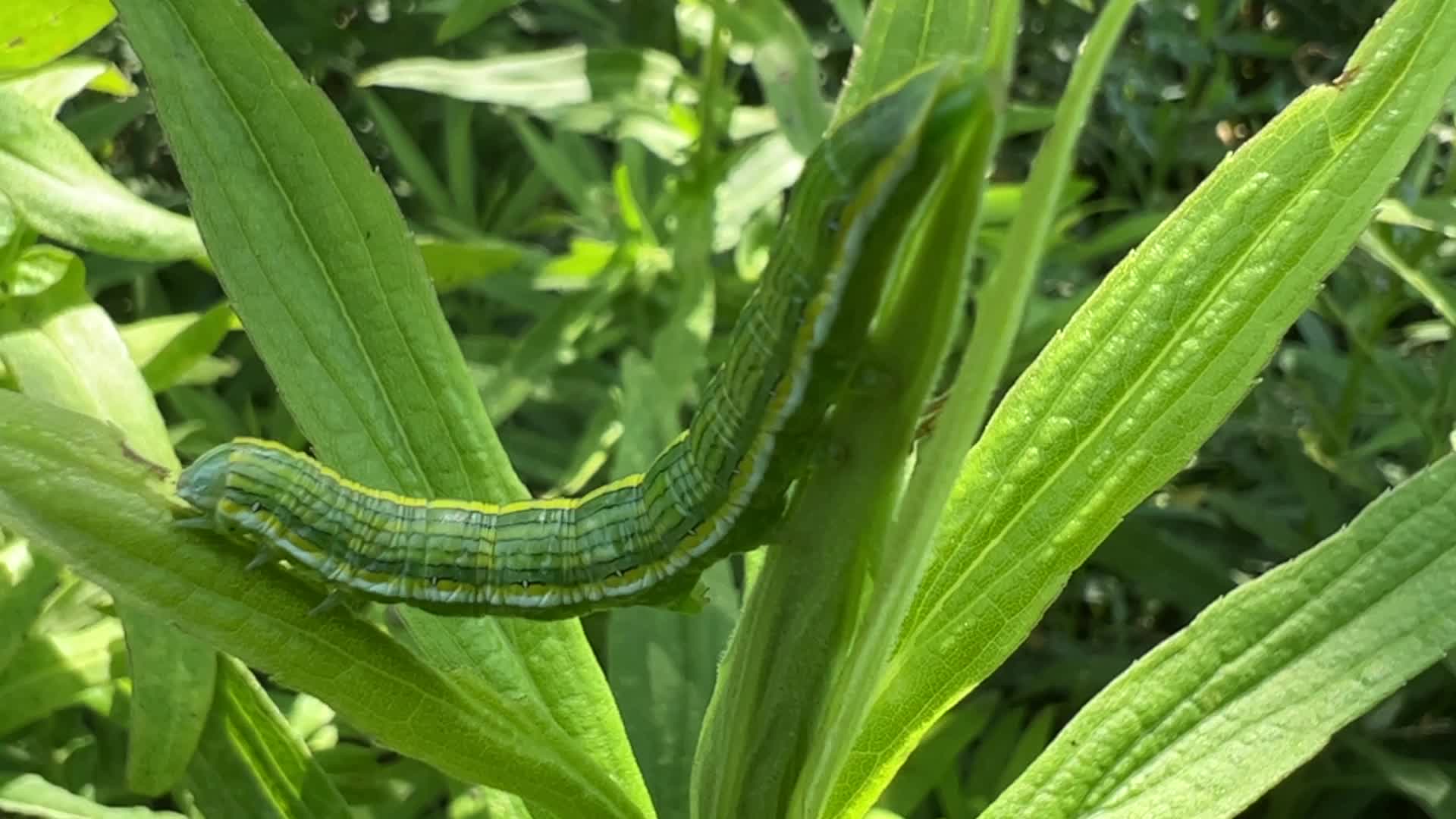 Asteroid Moth caterpillar