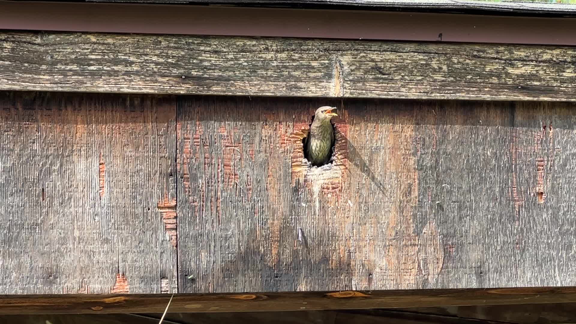 European Starlings 