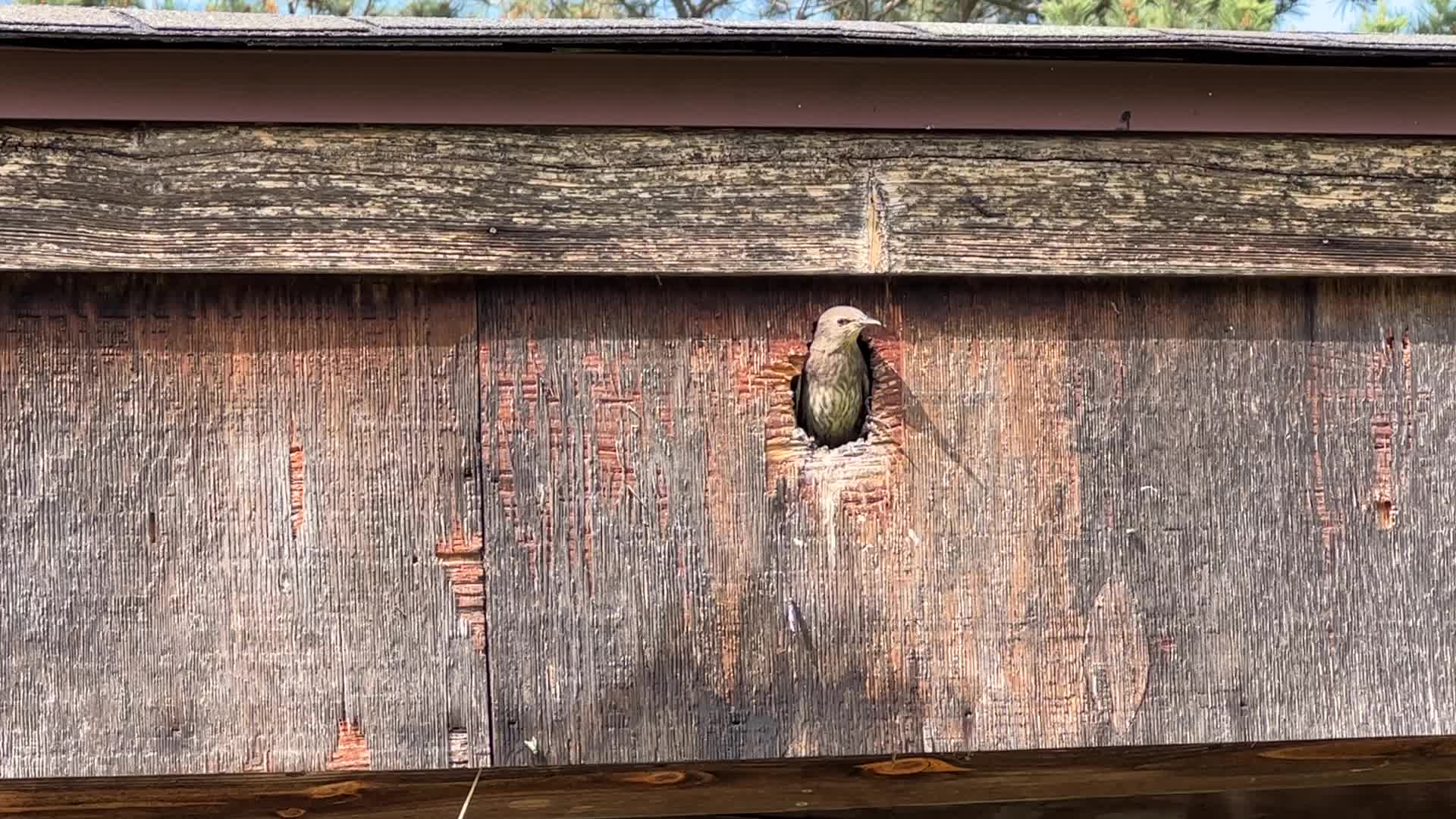 European Starlings 