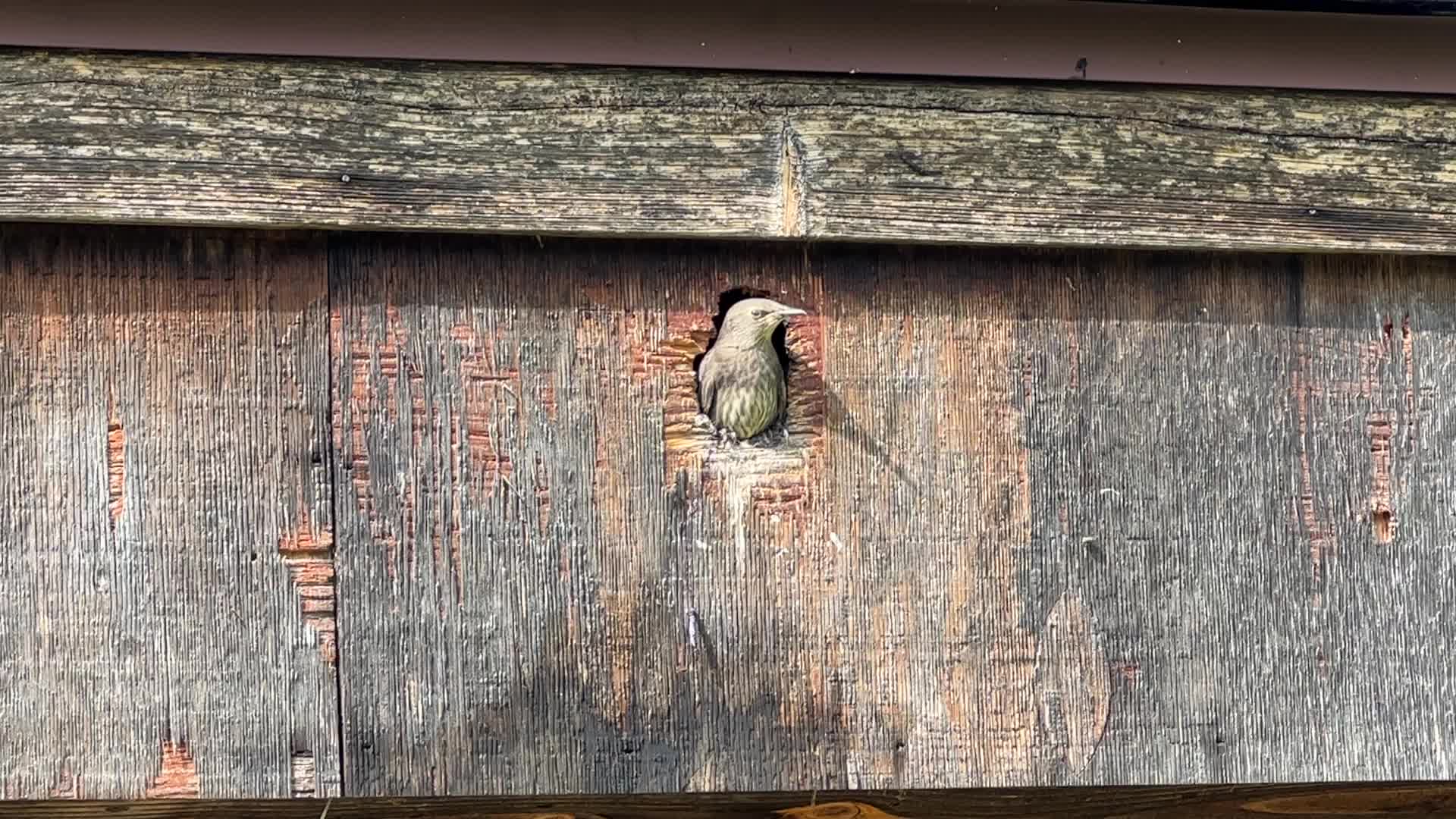 European Starlings 