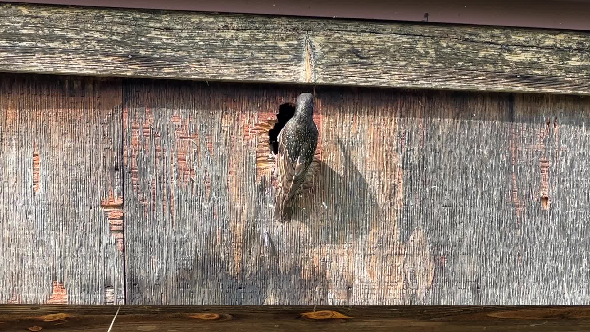 European Starlings 