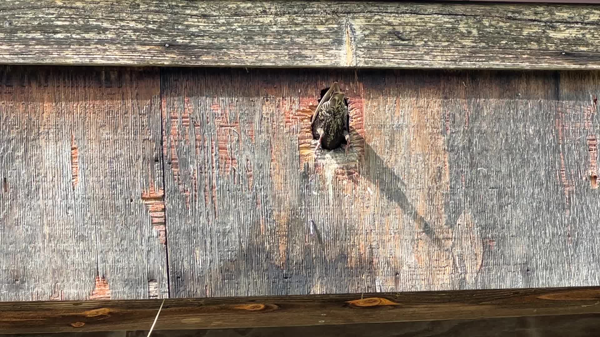 European Starlings 