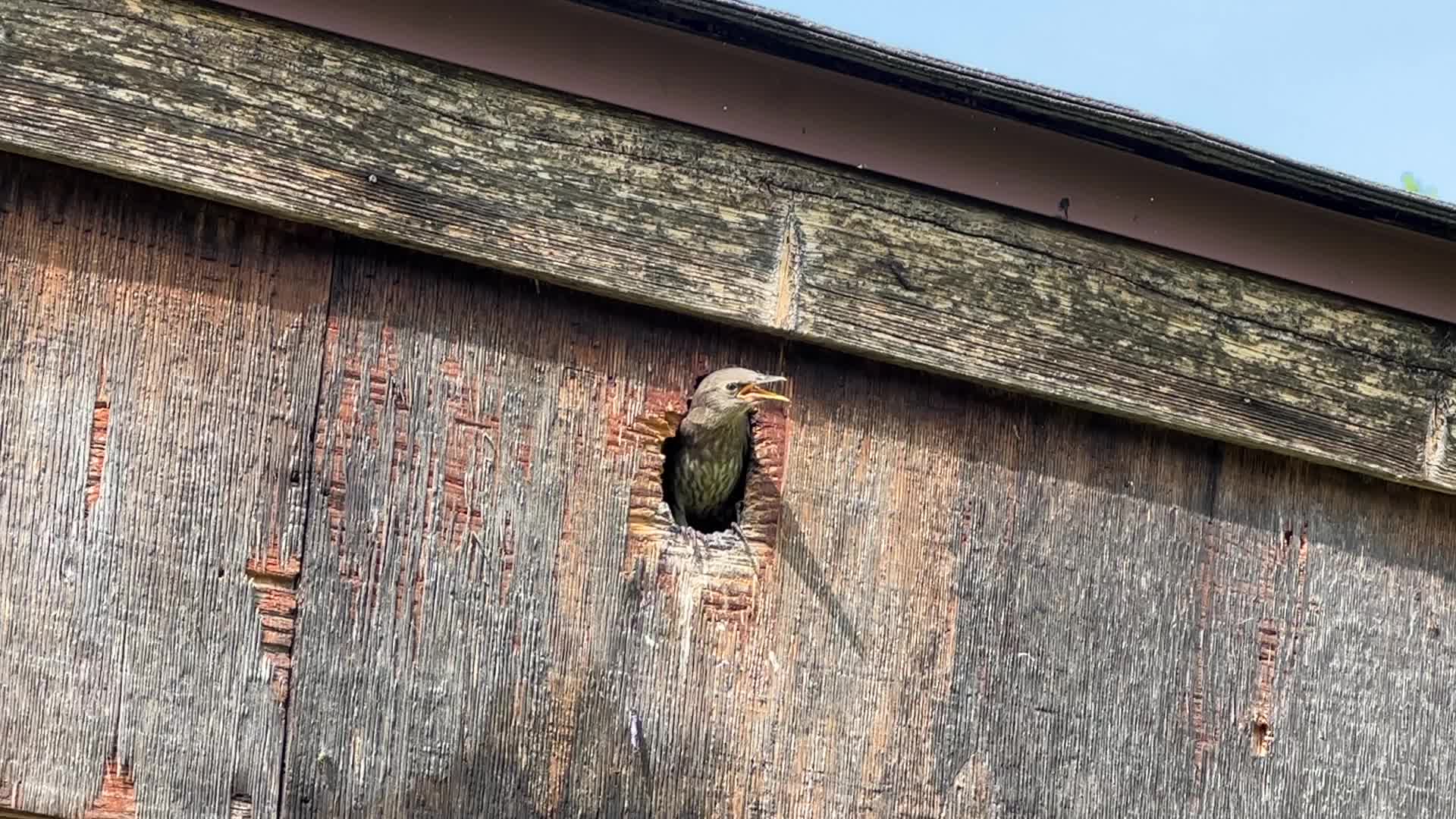 European Starlings 