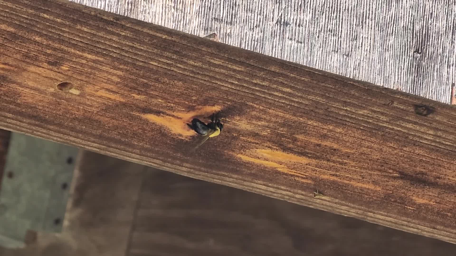 Bumblebee