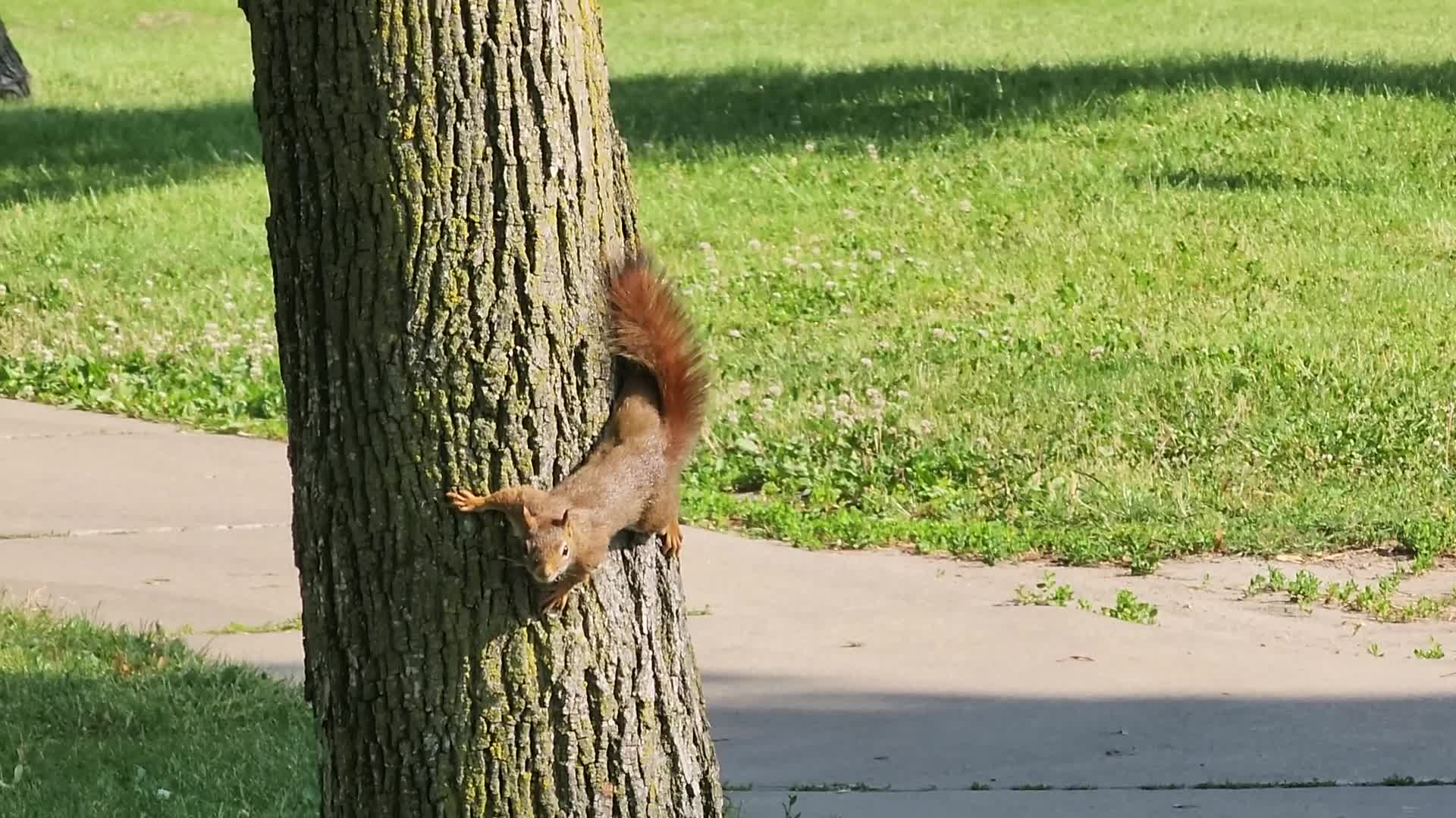 American red squirrel