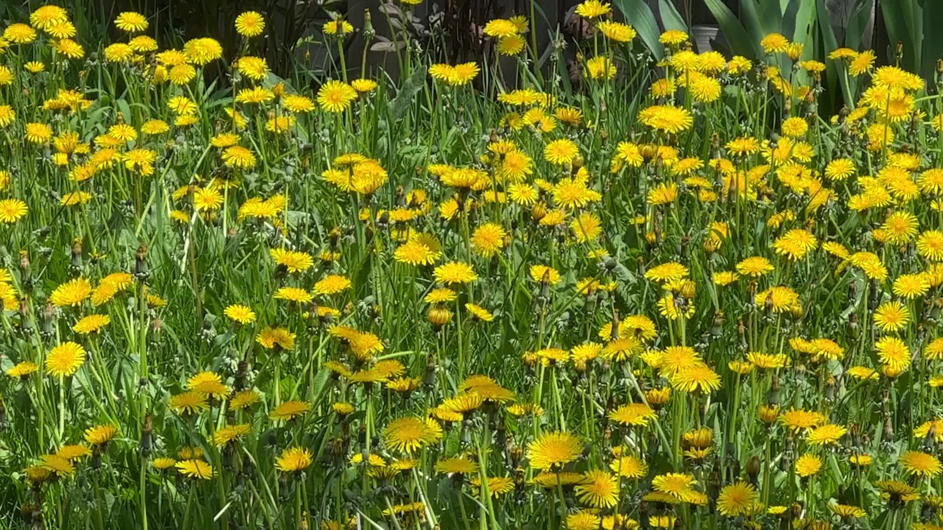 Dandelions covering a lawn