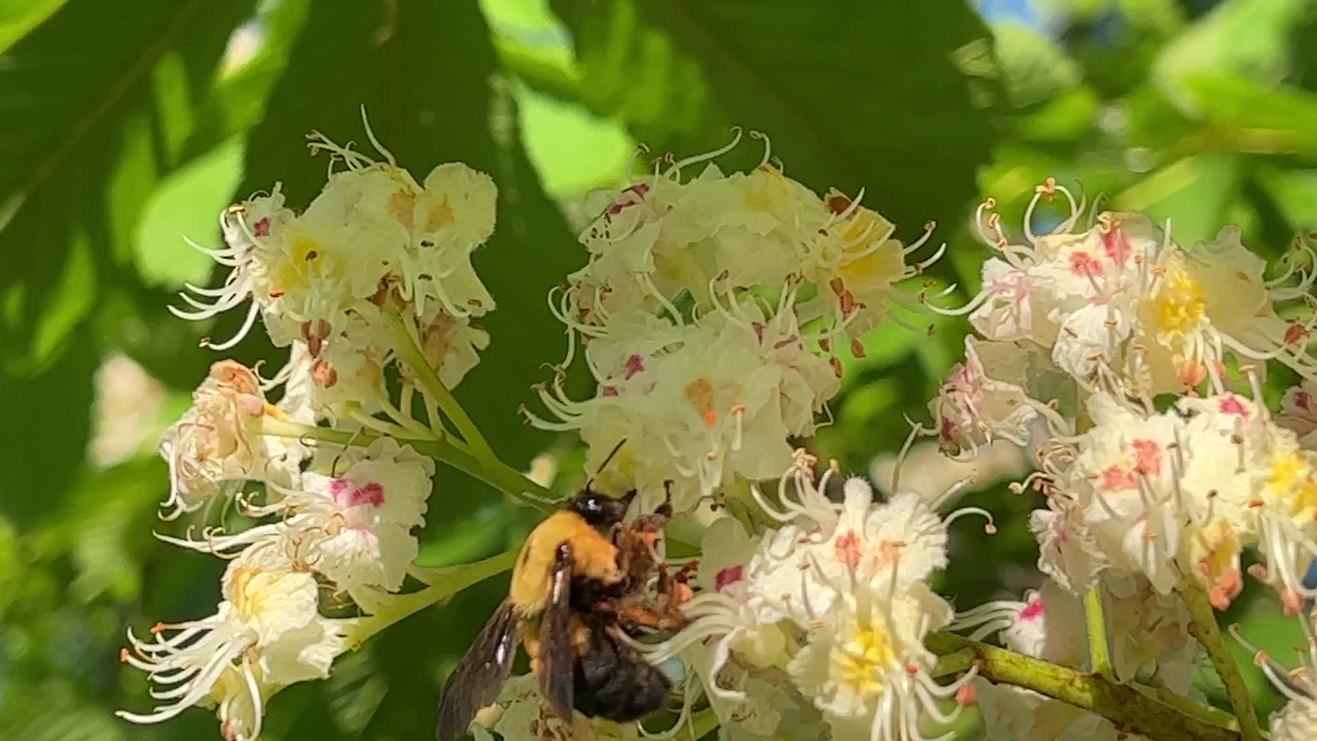 Bumblebee