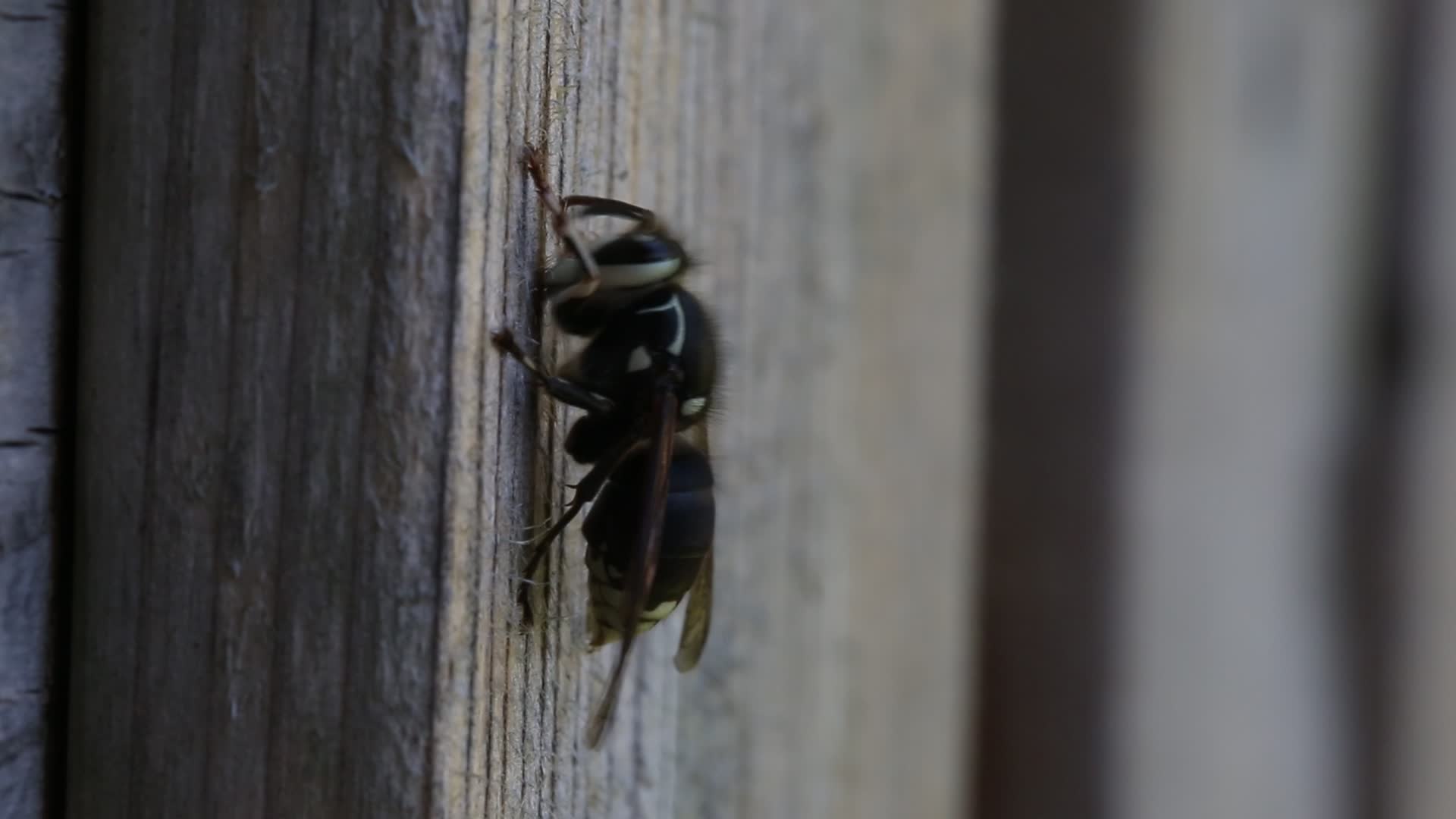 Bald-faced hornet