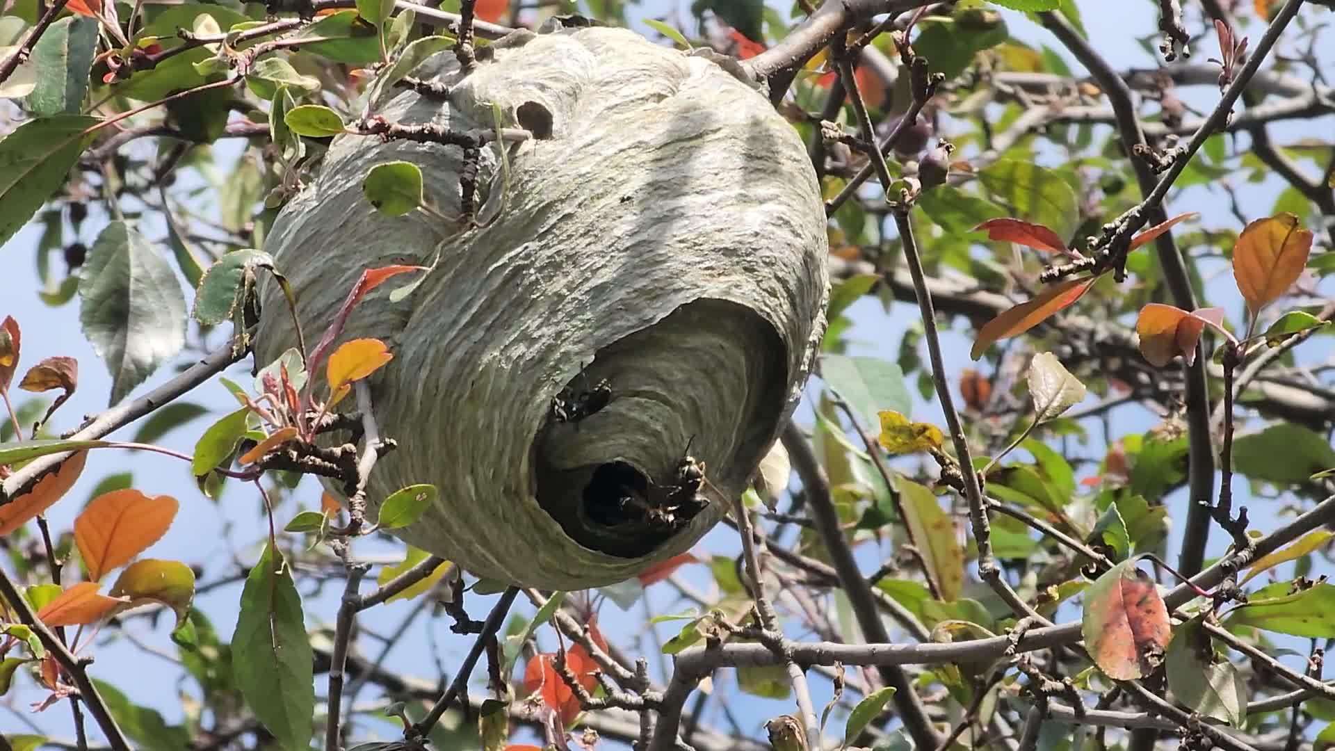 Bald-faced hornet
