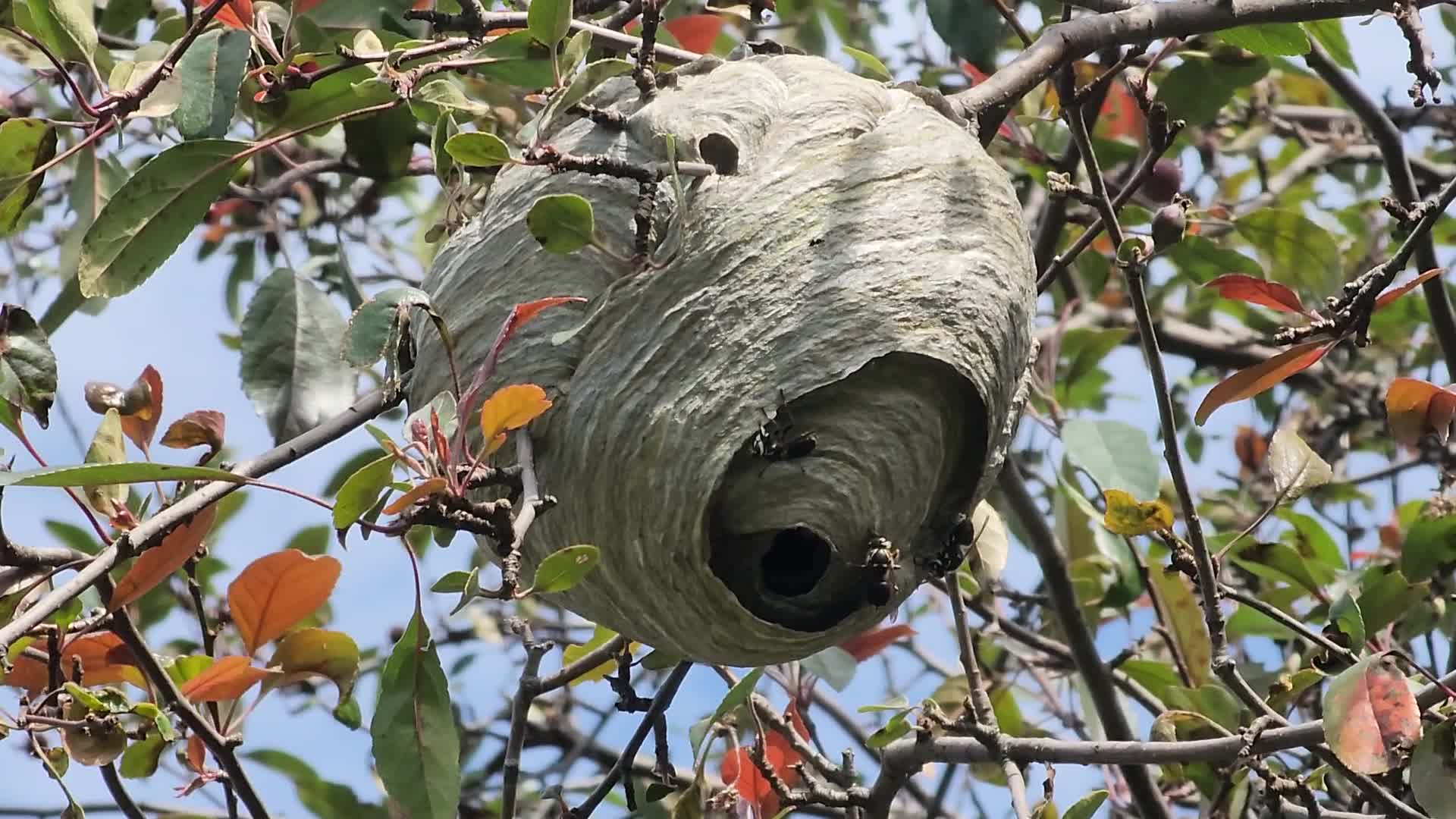 Bald-faced hornet