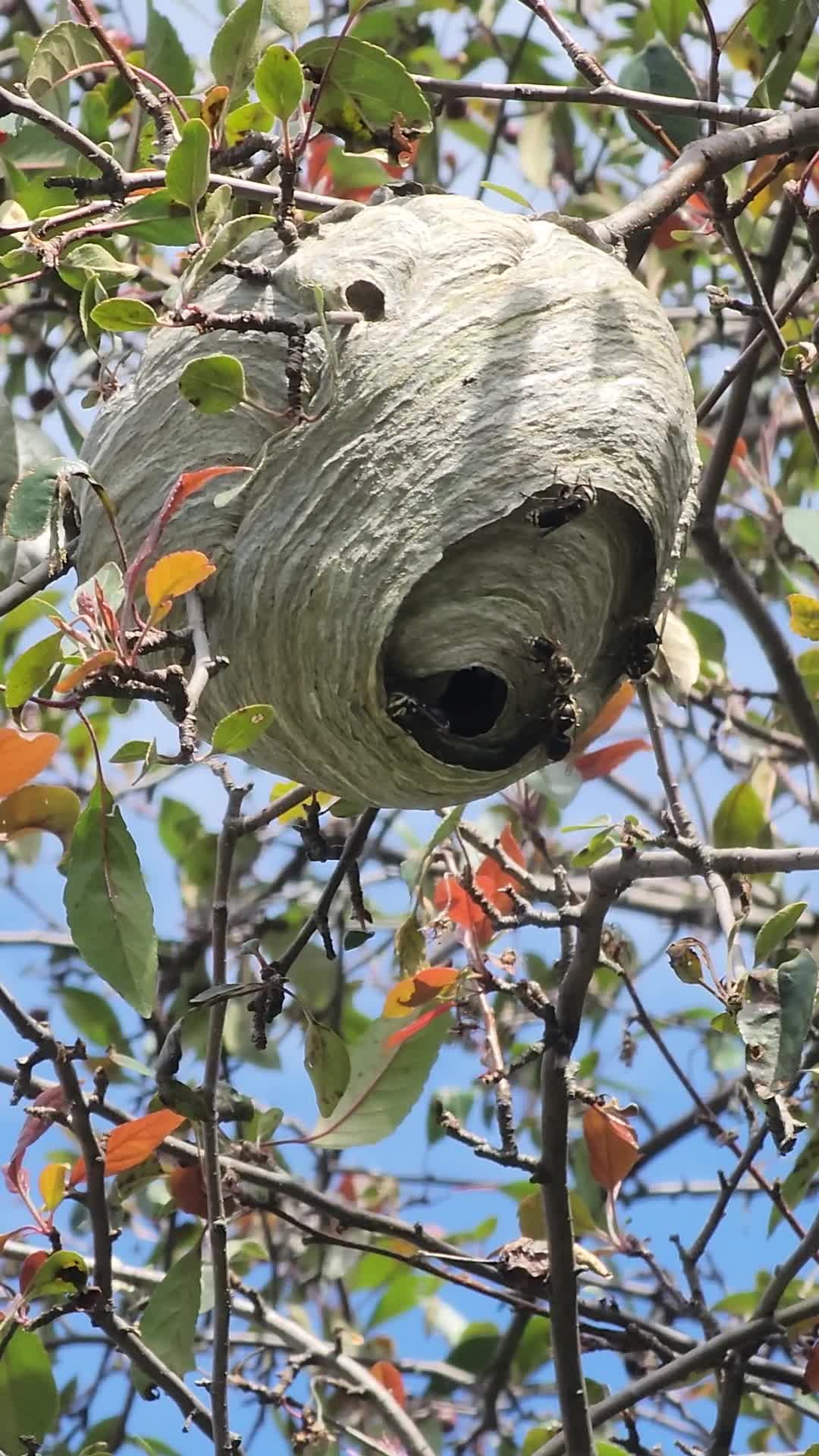 Bald-faced hornet
