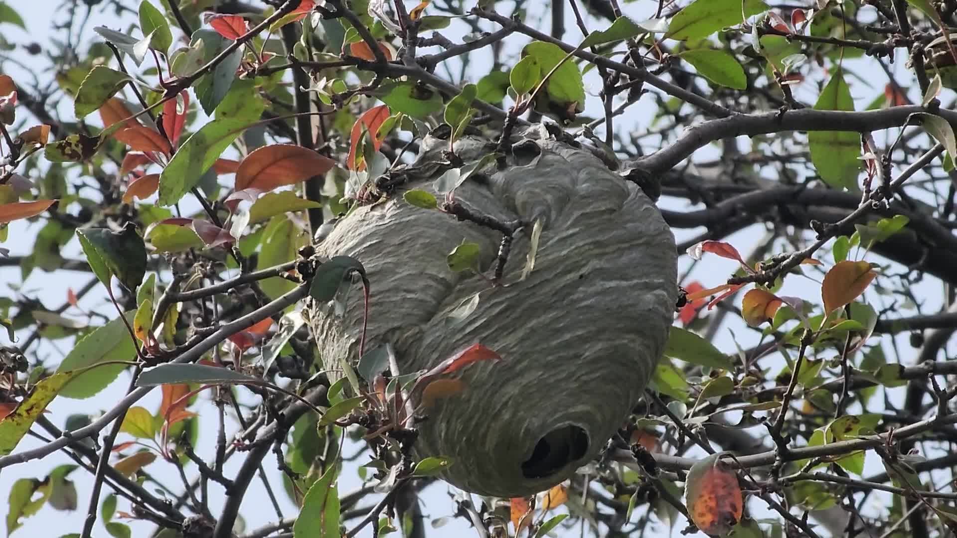 Bald-faced hornet
