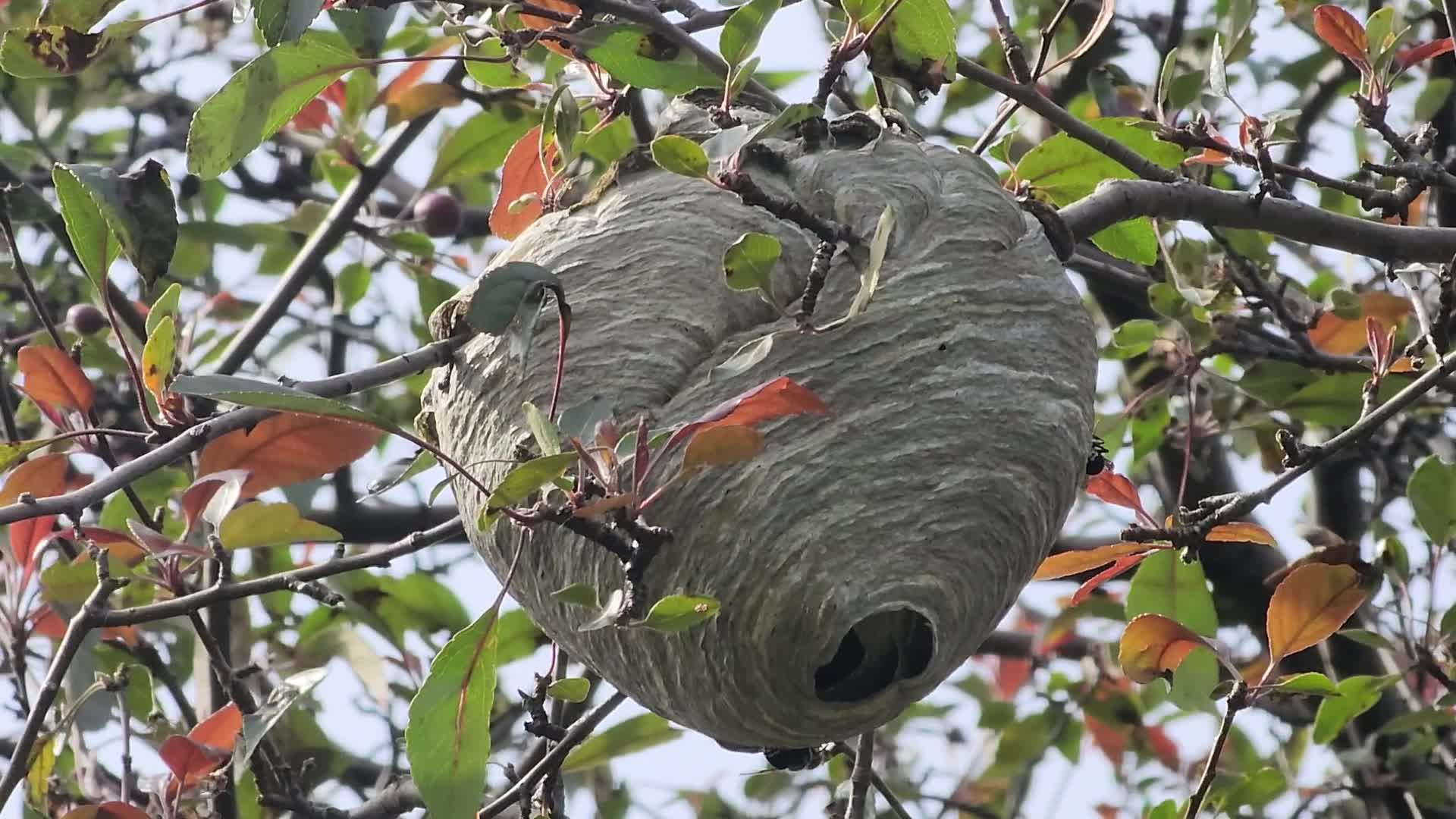 Bald-faced hornet