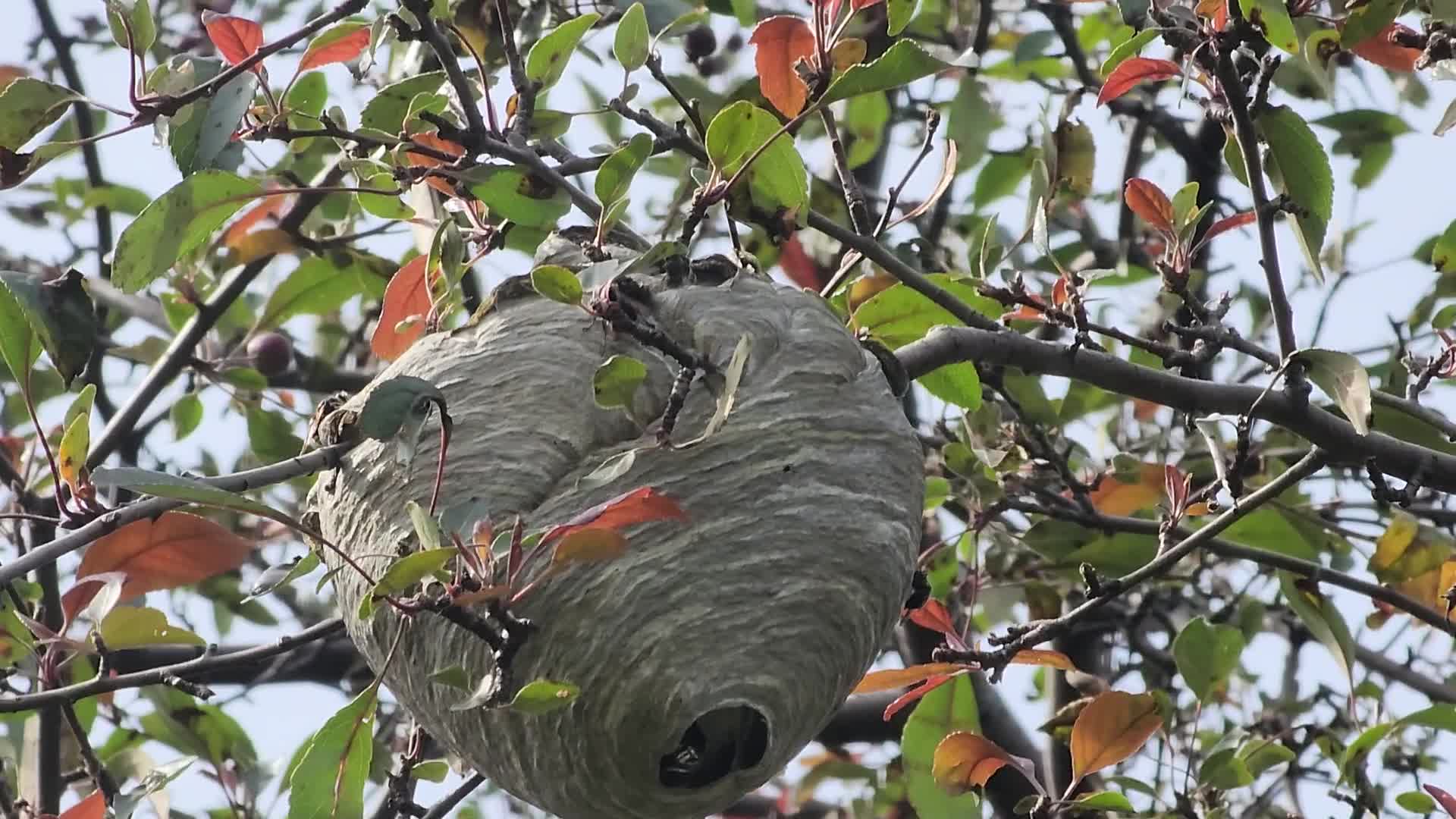 Bald-faced hornet