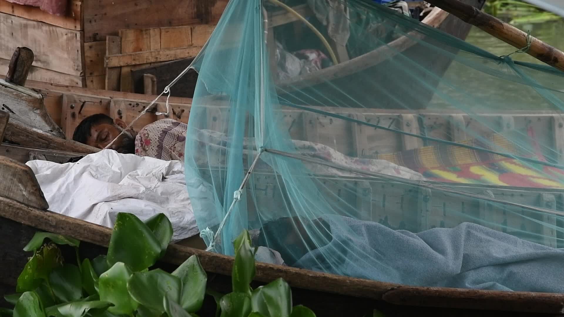 Dengue Fever In Dhaka
