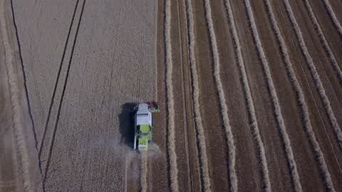 Wheat Harvest In France