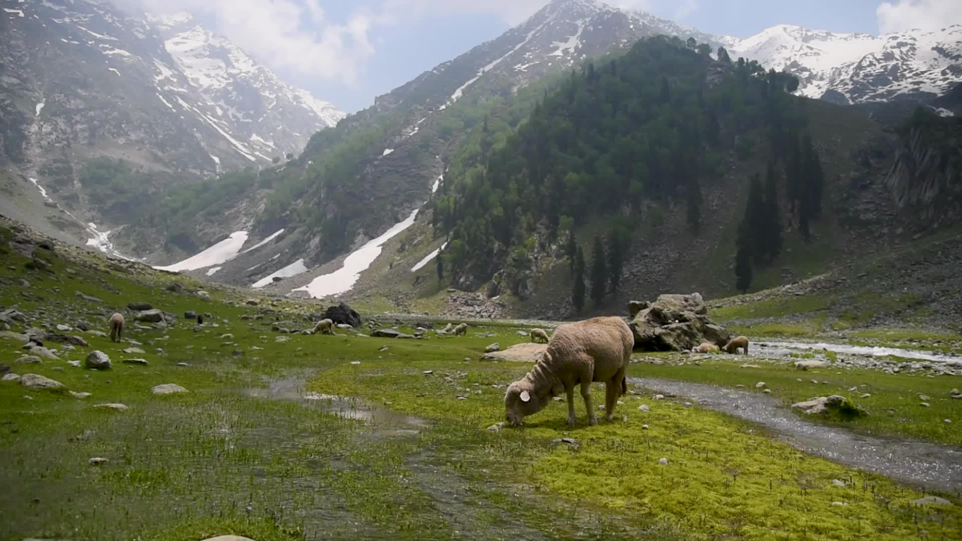 Tulian Valley in Pahalgam, Kashmir.