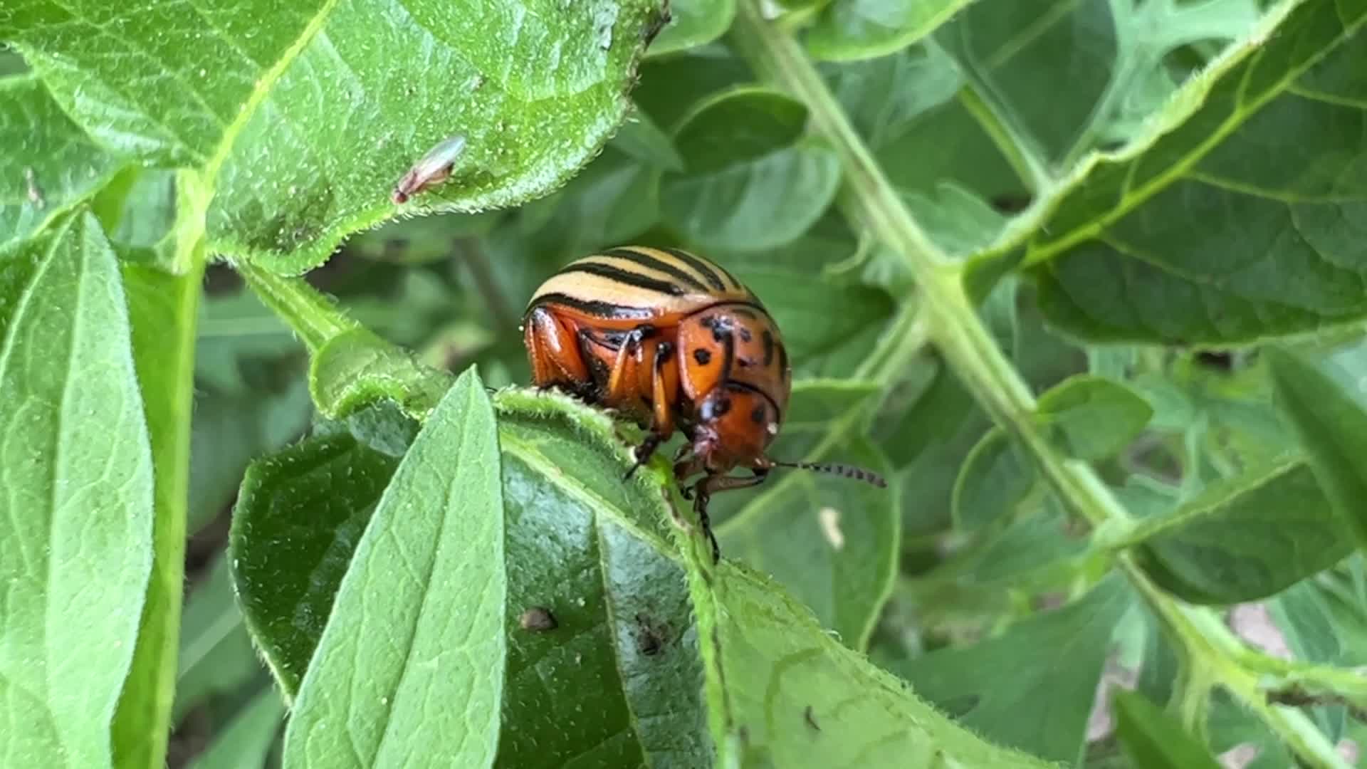 Colorado potato beetle