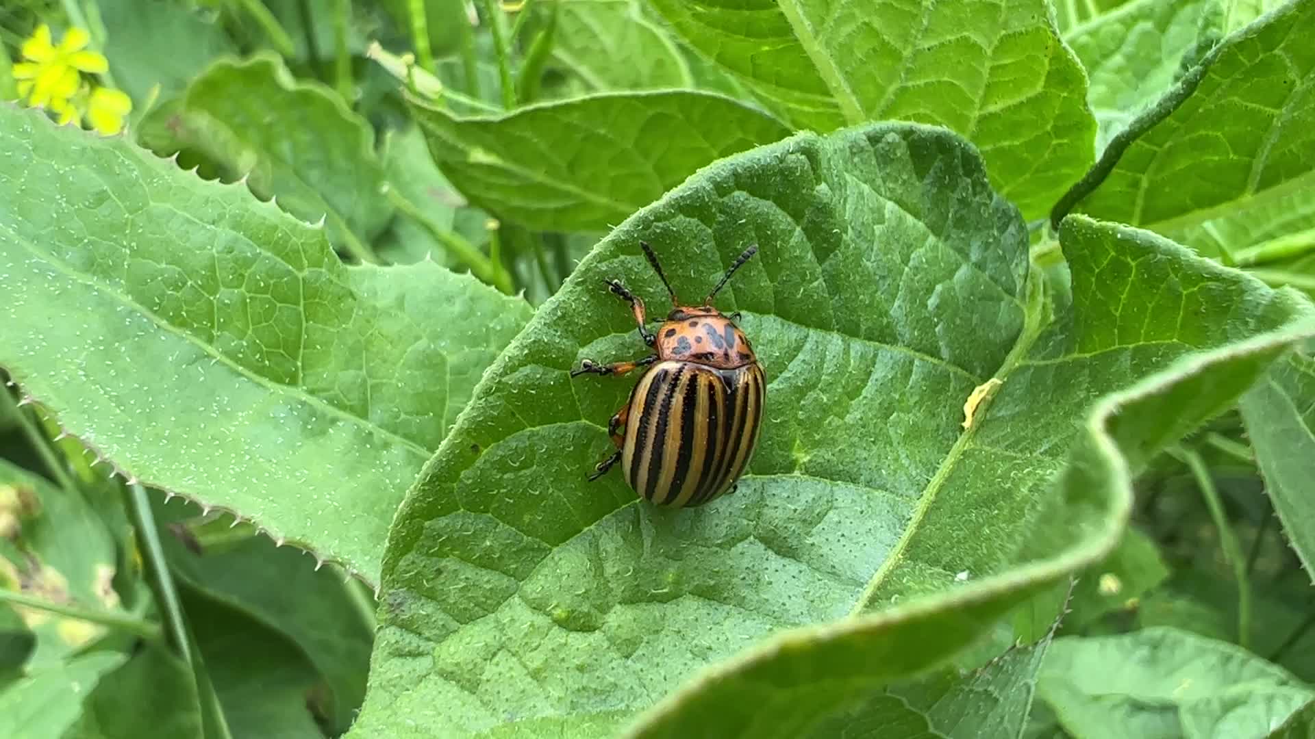 Colorado potato beetle
