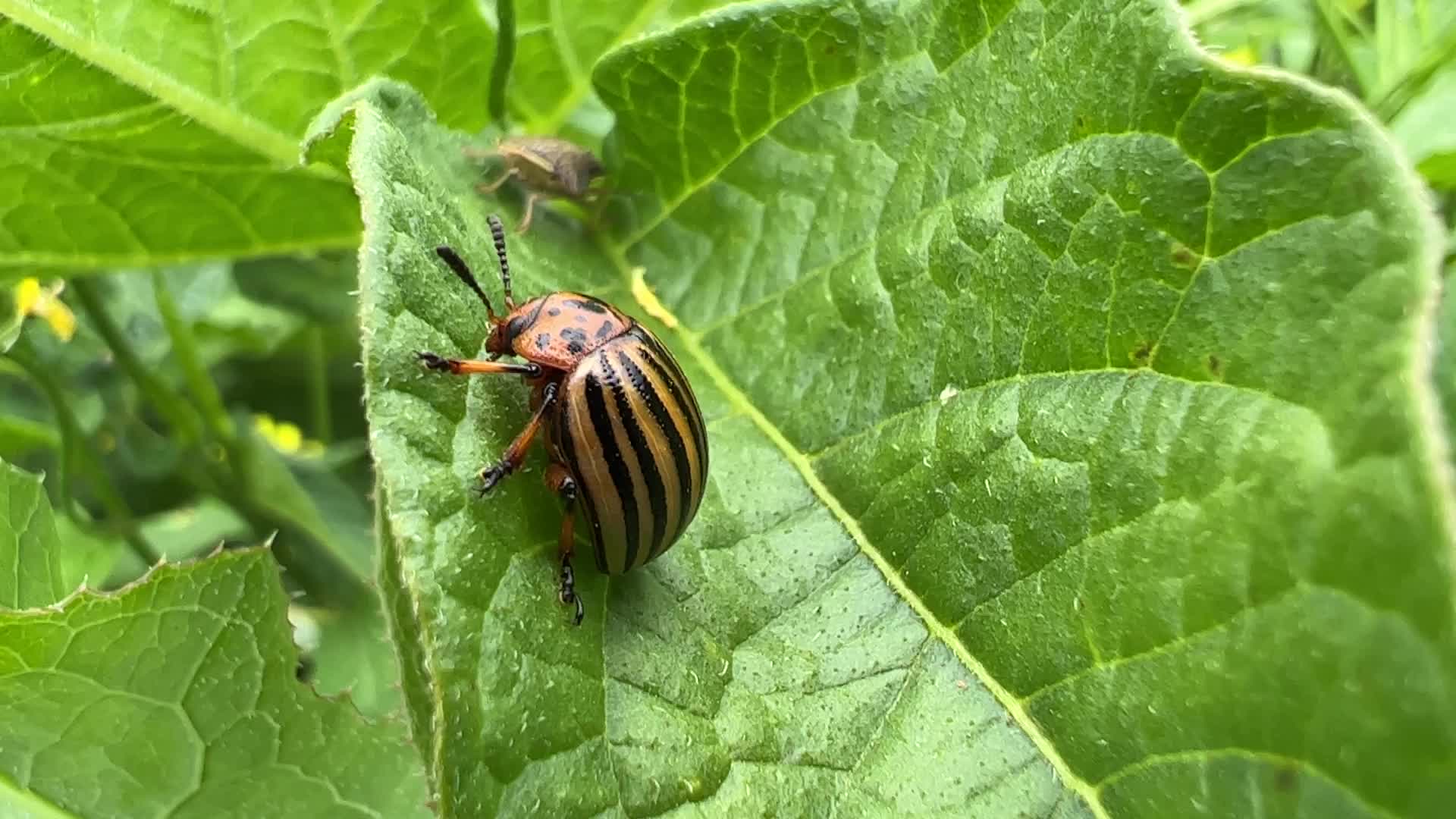 Colorado potato beetle