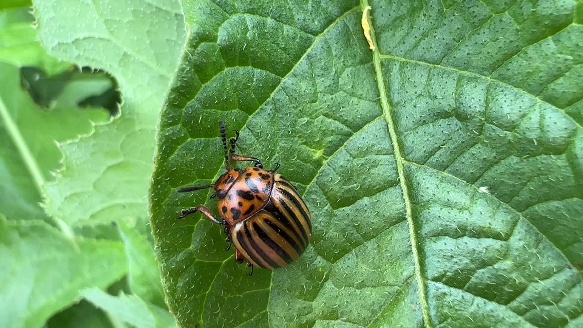 Colorado potato beetle
