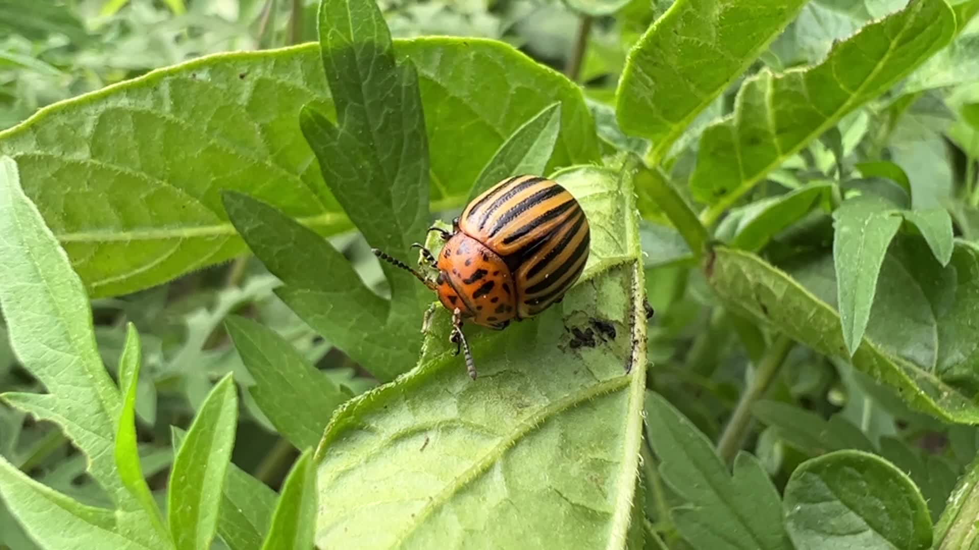Colorado potato beetle