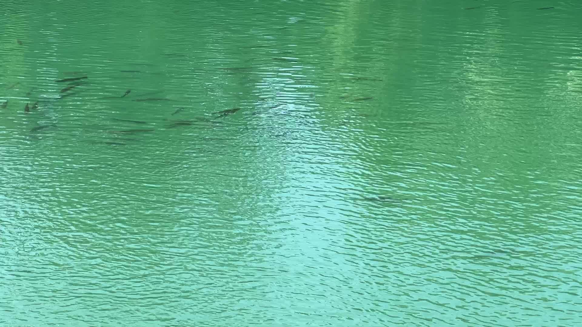 Fishing for rainbow trout in Canada