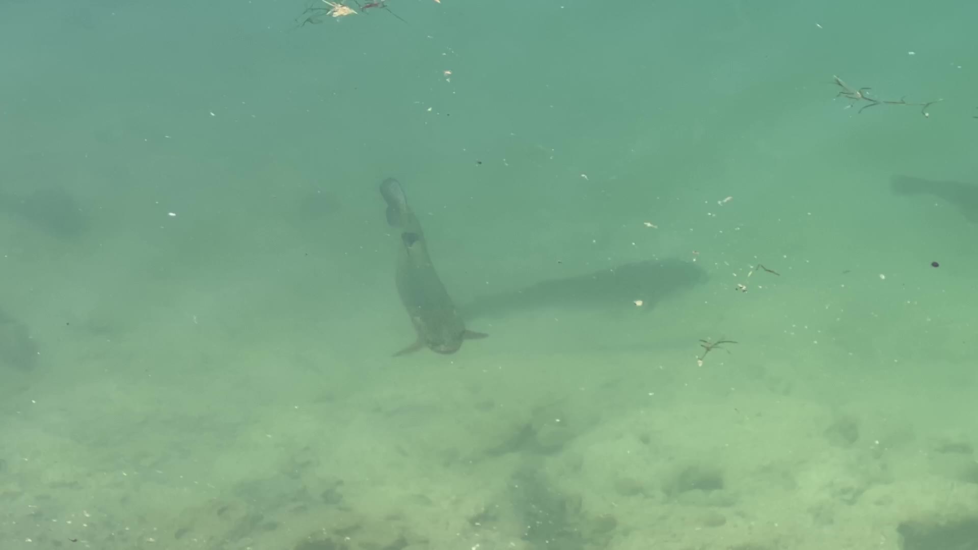Fishing for rainbow trout in Canada