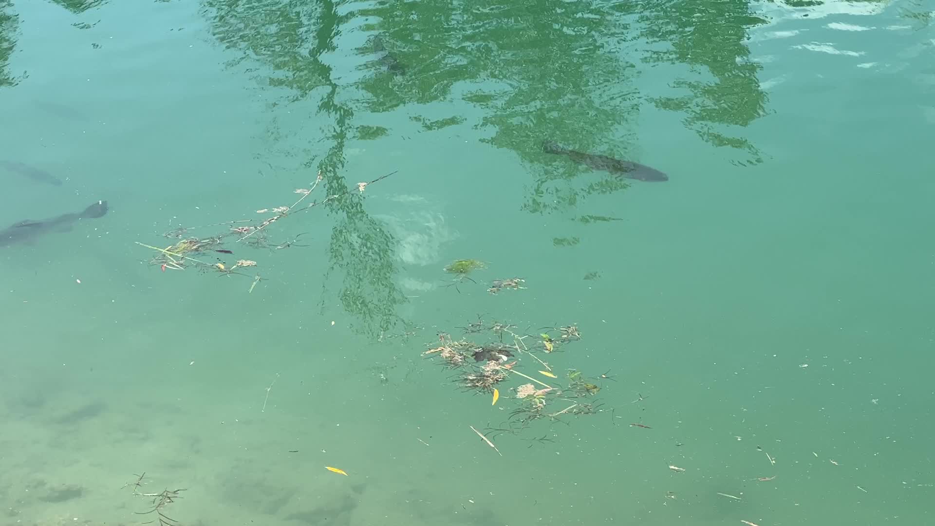 Fishing for rainbow trout in Canada