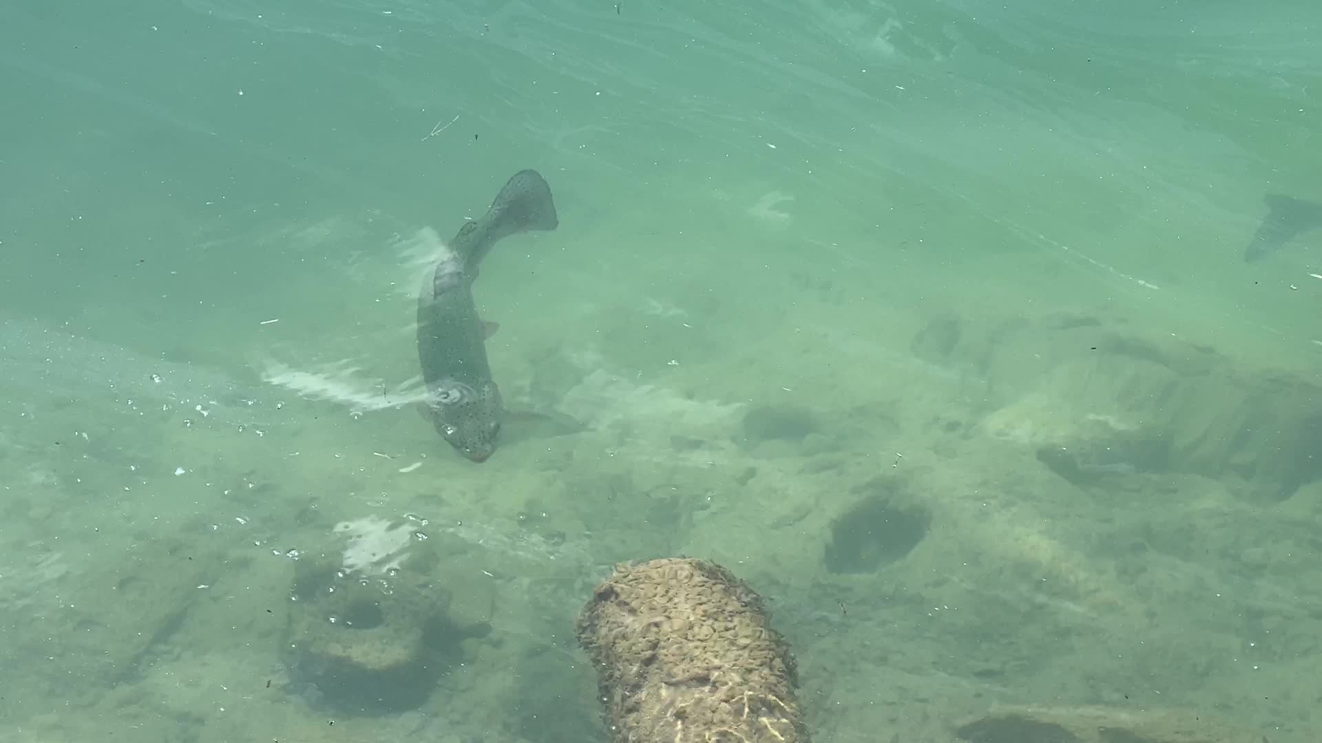 Fishing for rainbow trout in Canada