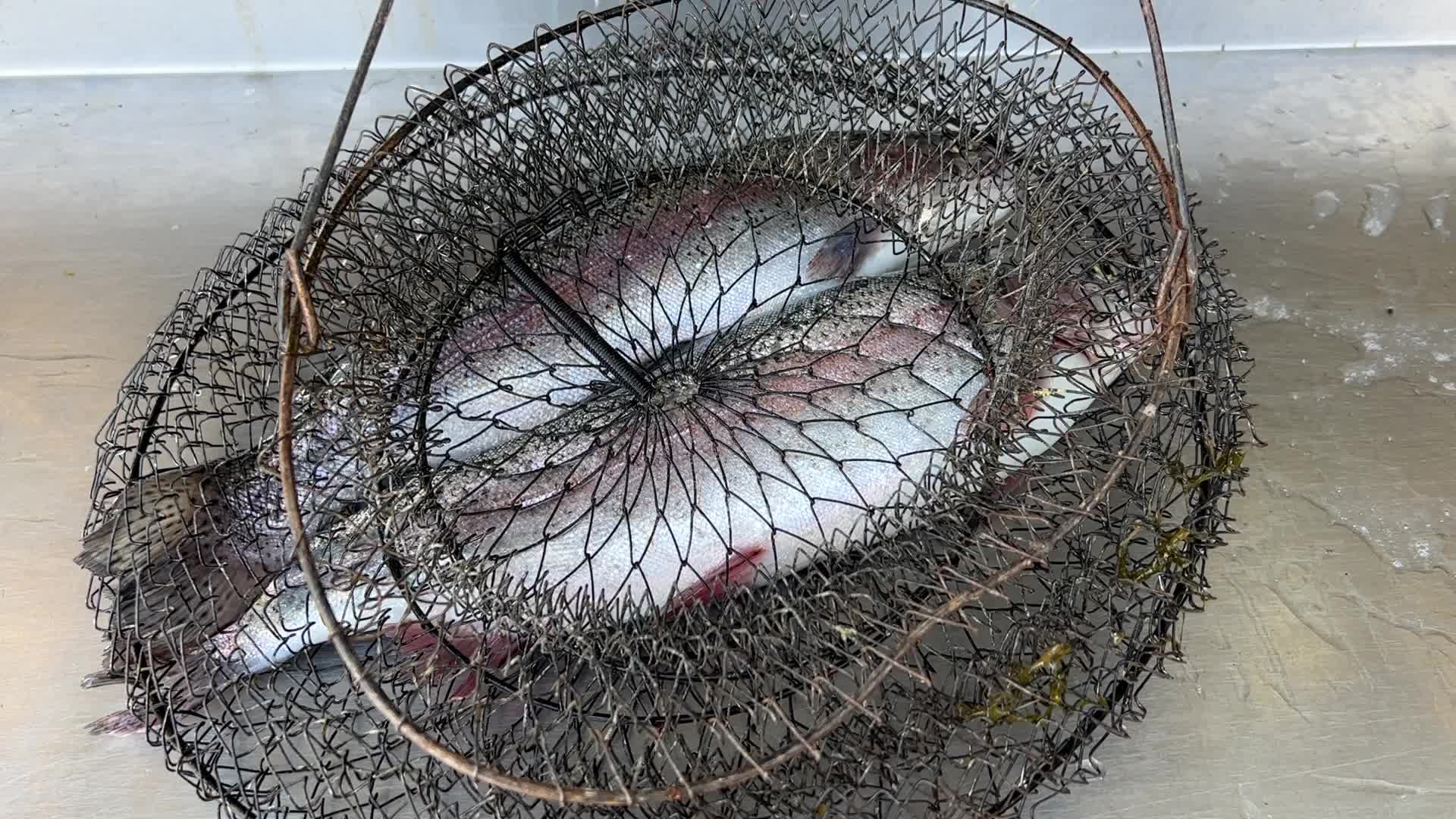 Fishing for rainbow trout in Canada
